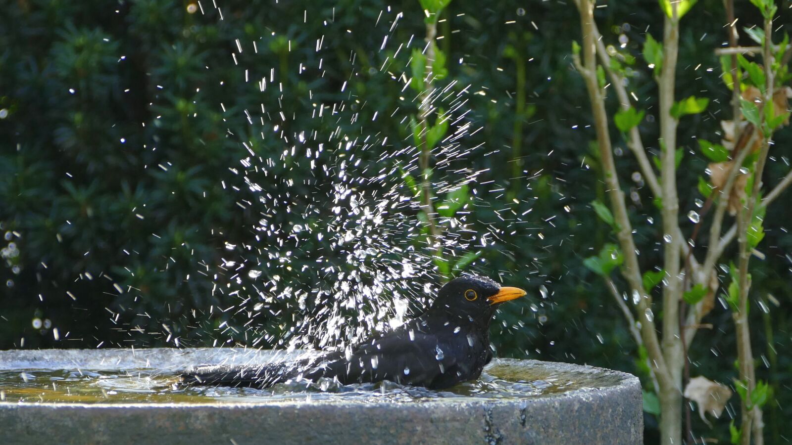 Panasonic Lumix DMC-FZ1000 sample photo. Bird, black, blackbird photography