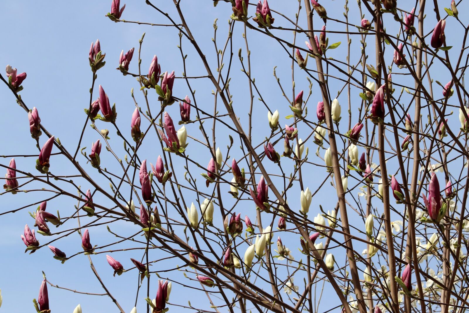 Canon EF 70-200mm F2.8L USM sample photo. Magnolia, now magnolia, spring photography