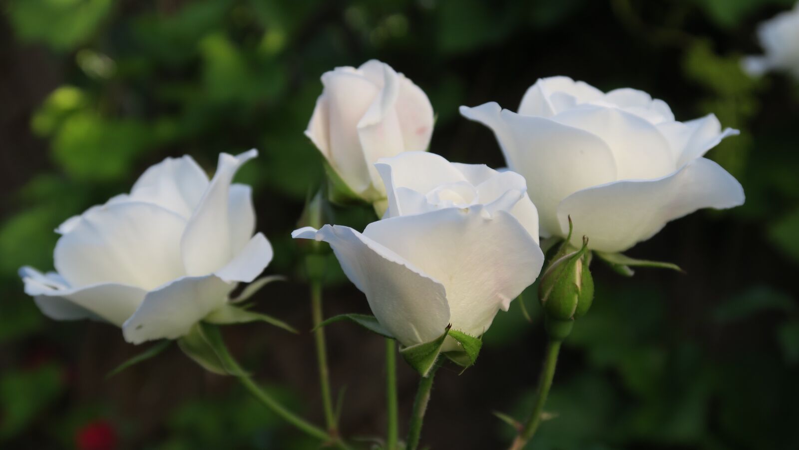 Canon PowerShot G5 X sample photo. Rose, white, white rose photography