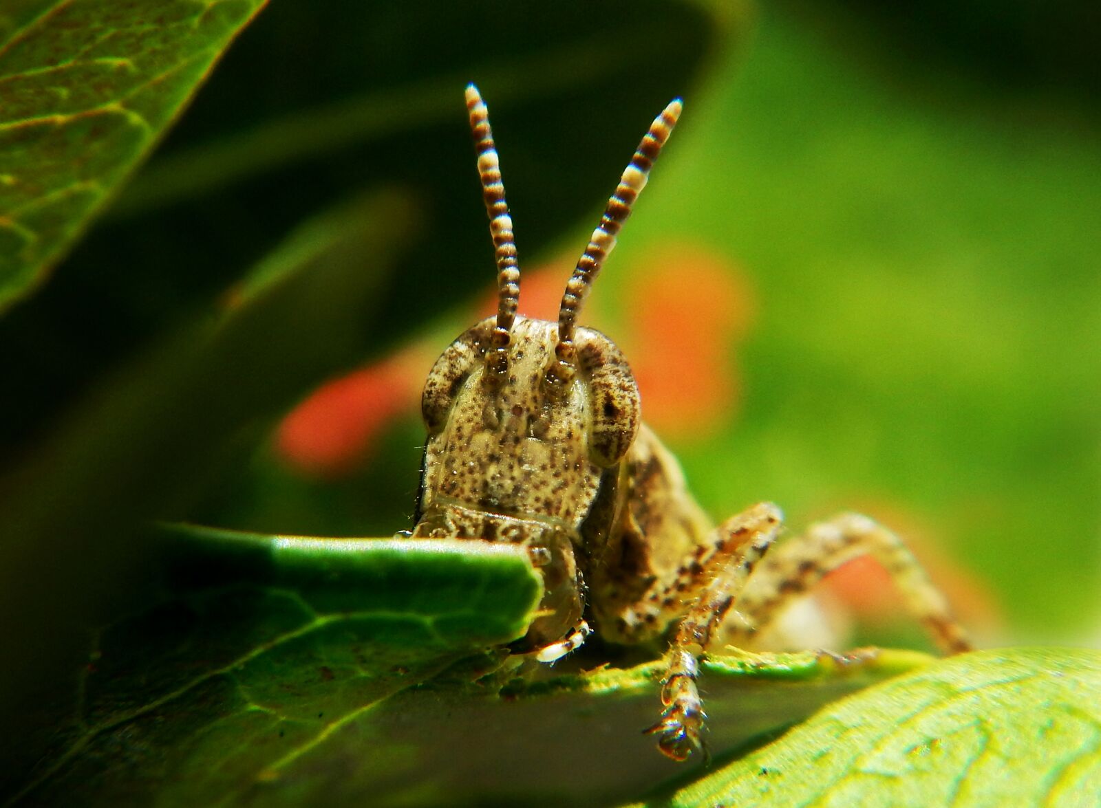 Nikon Coolpix AW110 sample photo. Grasshopper, insect, garden photography