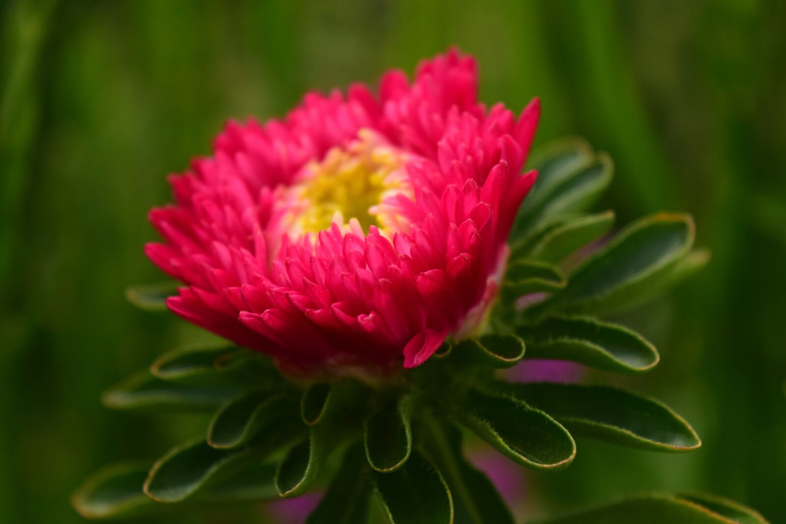 Nikon D3300 sample photo. Dahlia, bud, flower photography
