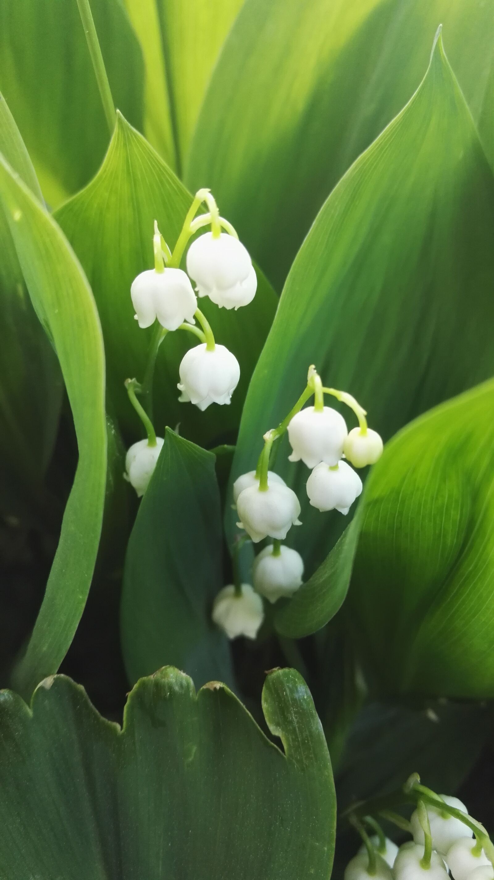 HUAWEI Honor 7 sample photo. Konwalie, flowers, white photography
