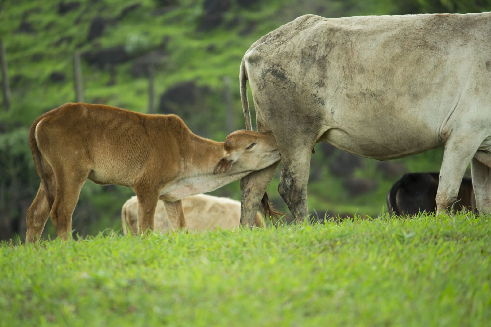 Canon EF-S 55-250mm F4-5.6 IS II sample photo. Calf, feeding, cow photography