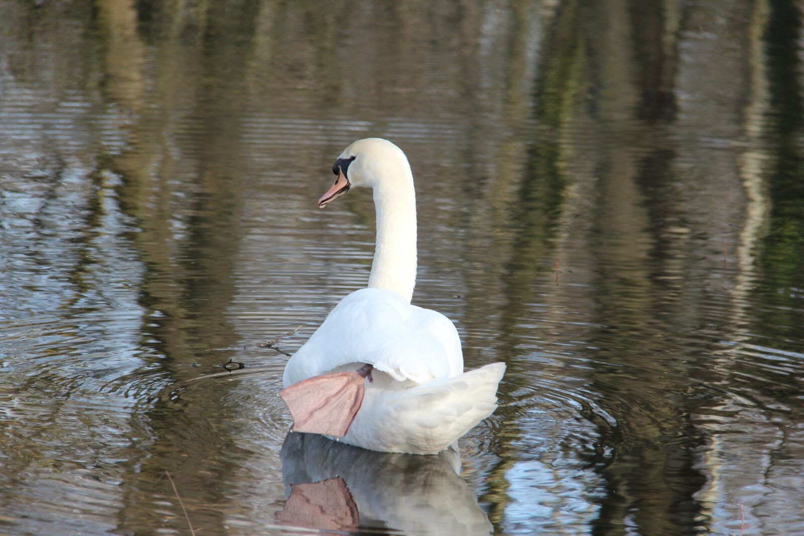 Canon EOS 600D (Rebel EOS T3i / EOS Kiss X5) + Canon EF-S 18-200mm F3.5-5.6 IS sample photo. Water, animal, swan photography