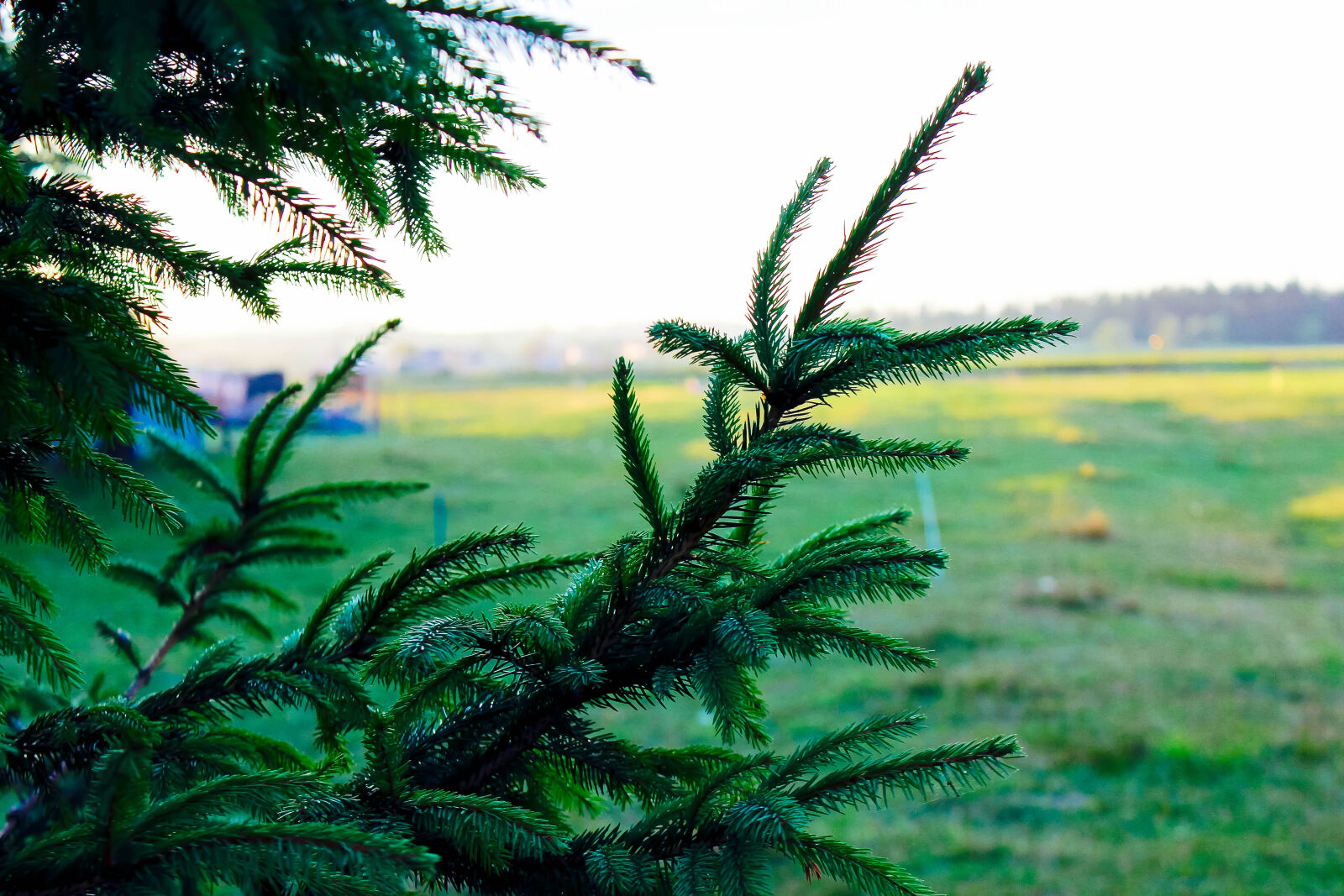Canon EOS 600D (Rebel EOS T3i / EOS Kiss X5) sample photo. Green, pine, tree photography
