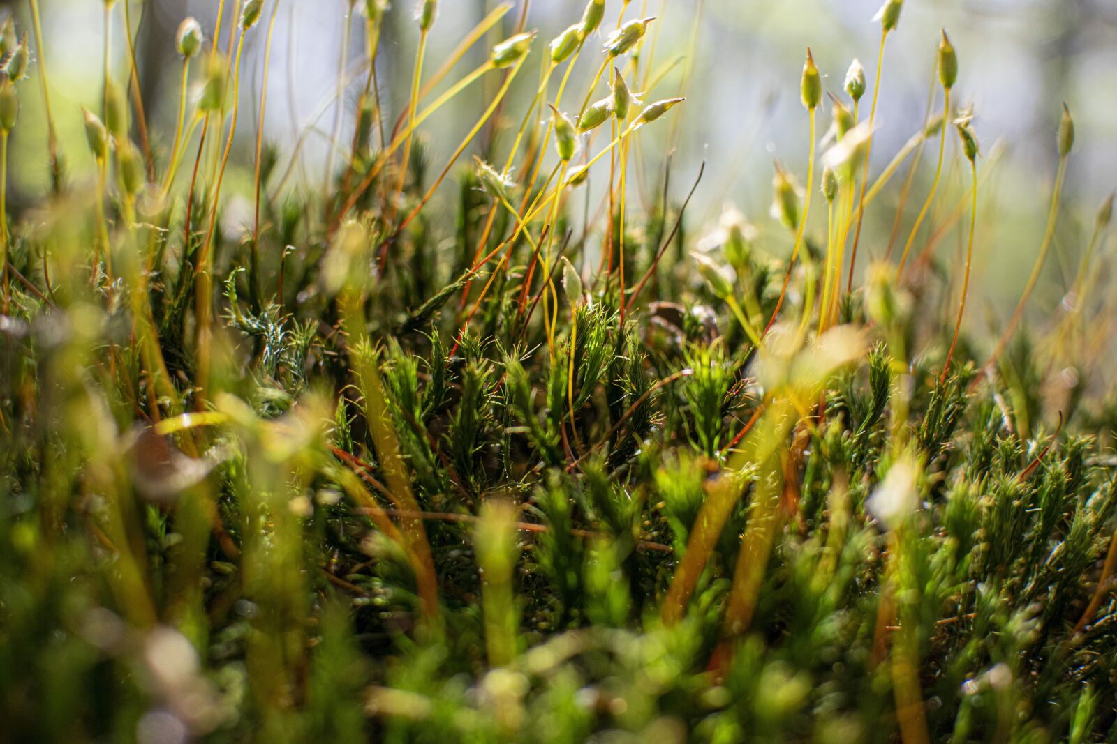 Nikon D3300 sample photo. Nature, earth, environment photography