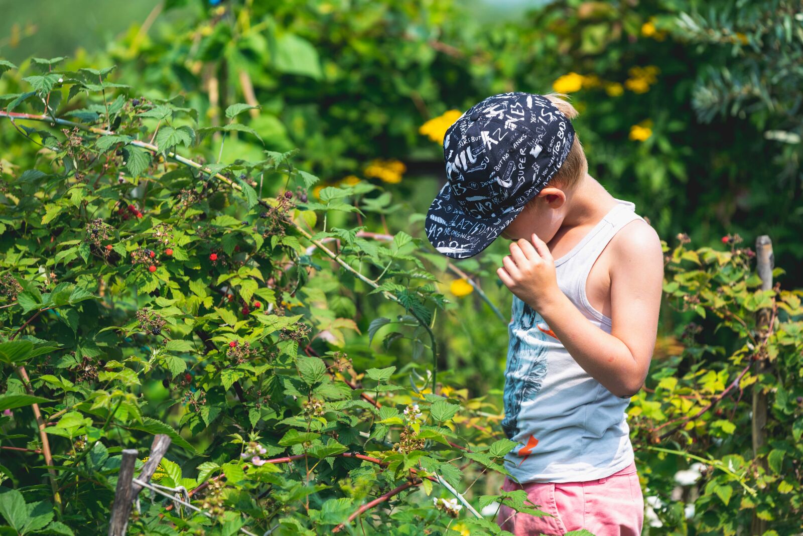 Nikon D750 sample photo. Child, picking, raspberries photography