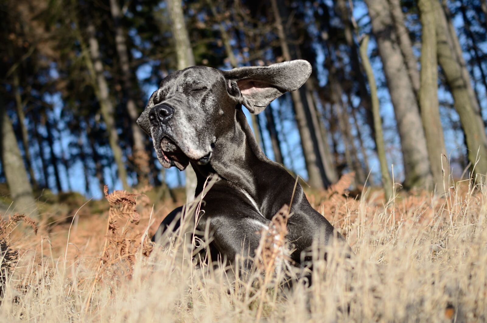 Nikon D5100 sample photo. Dog, head, great dane photography