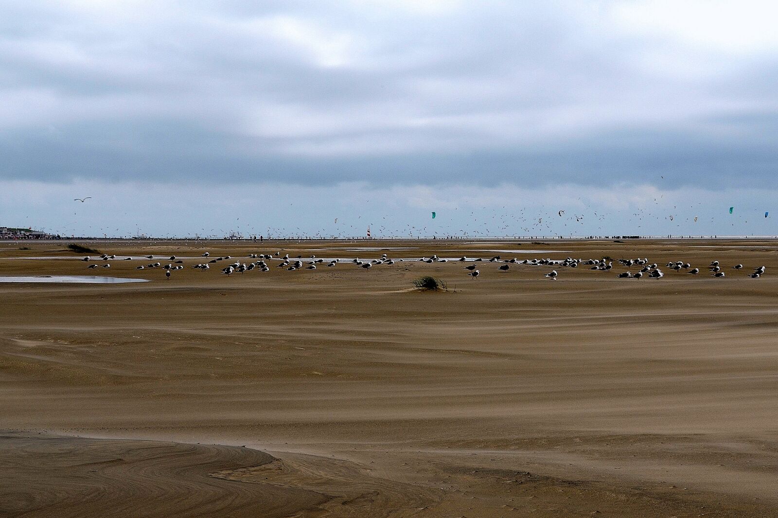 Nikon D5100 sample photo. Gulls, sea birds, borkum photography