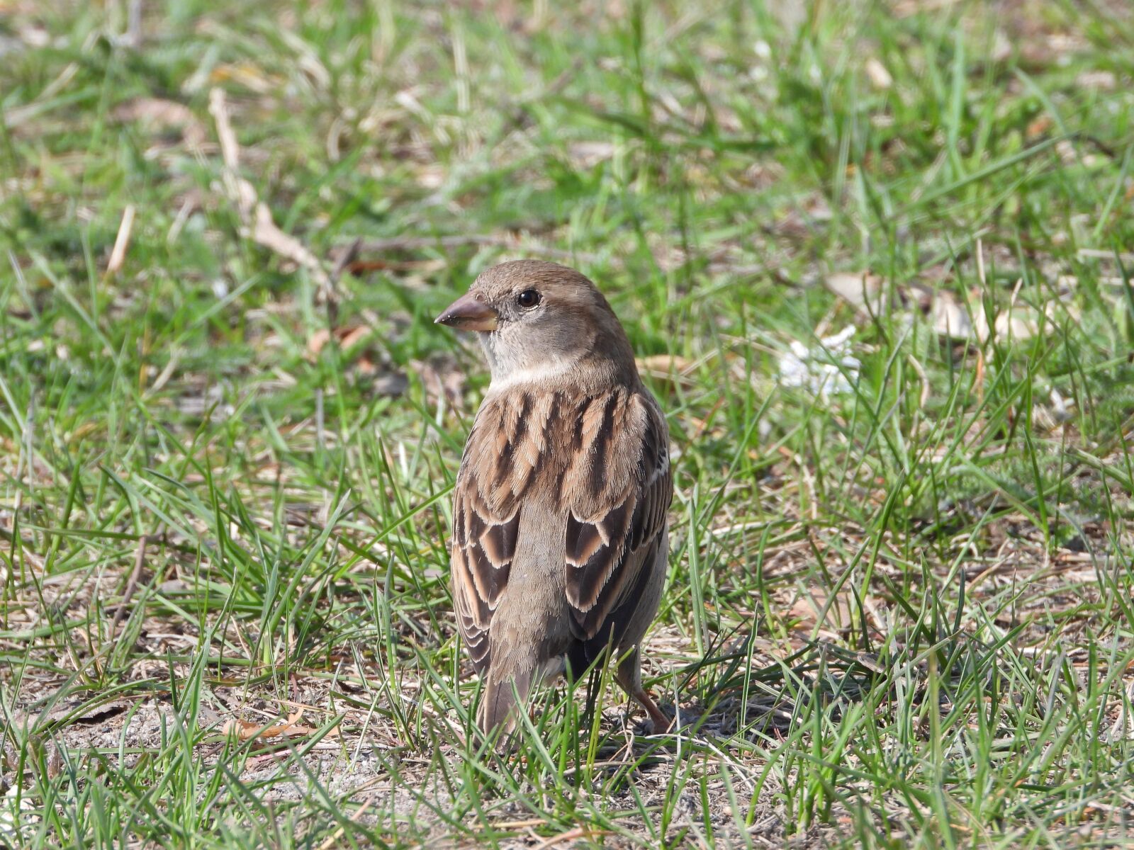 Nikon Coolpix P1000 sample photo. Wróbelek, bird, ornithology photography