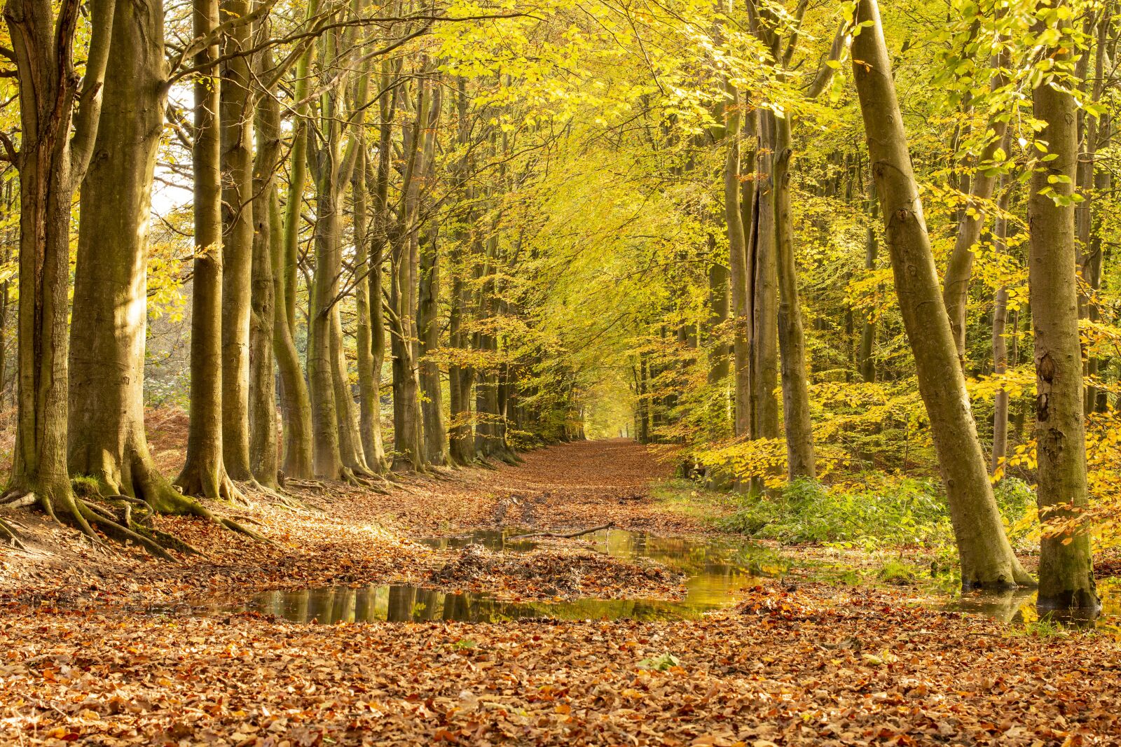 Nikon D7200 sample photo. Autumn, fall, golden photography