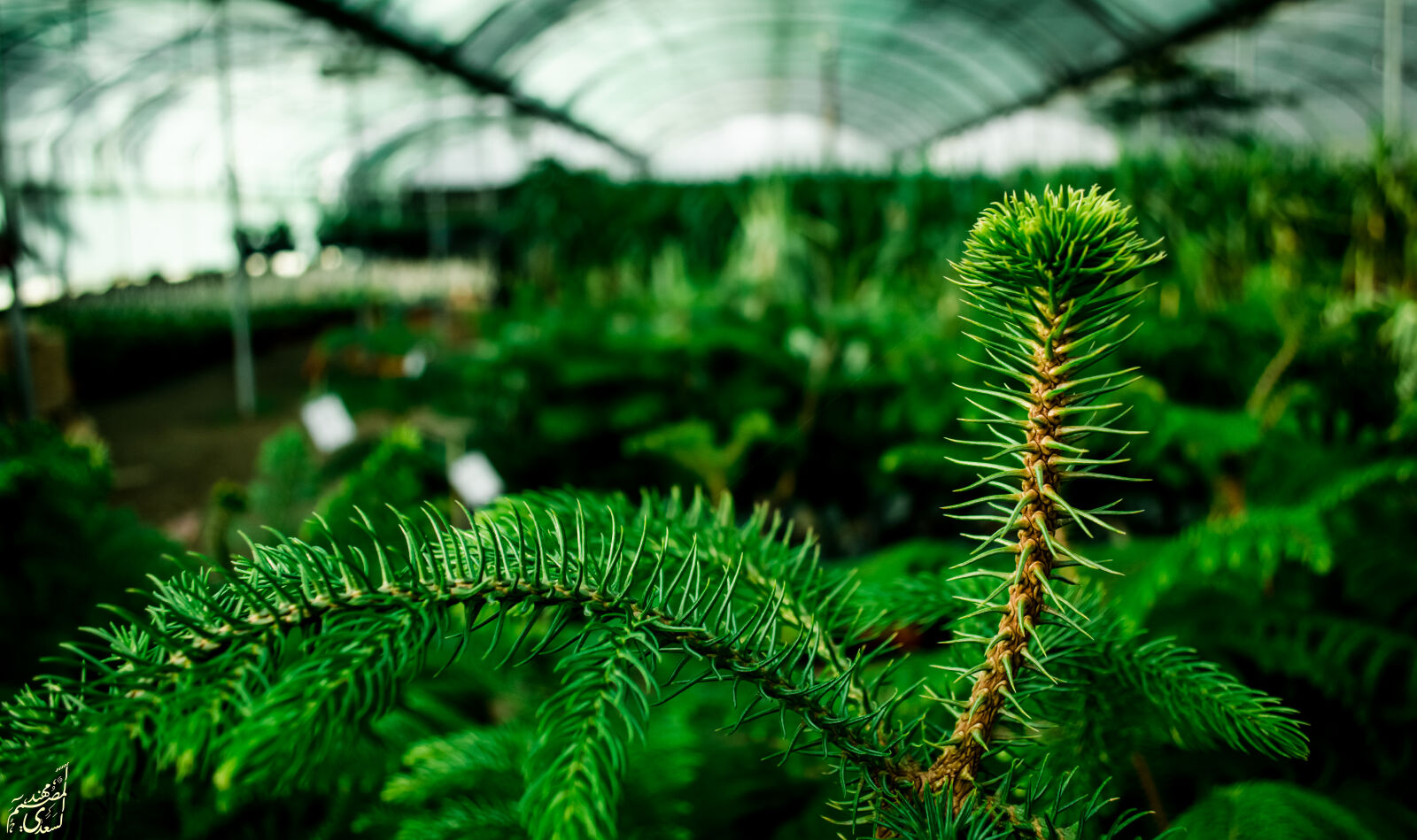 Nikon D5100 sample photo. Garden, photography, vegetables photography