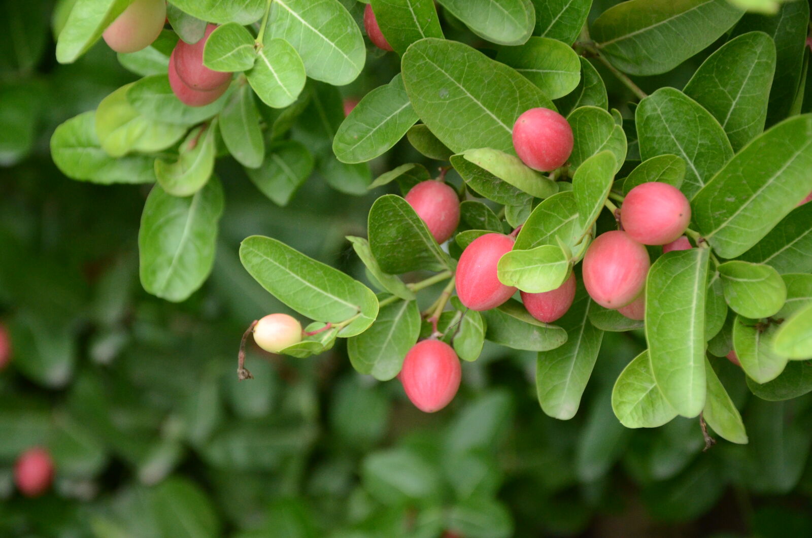 Nikon D7000 sample photo