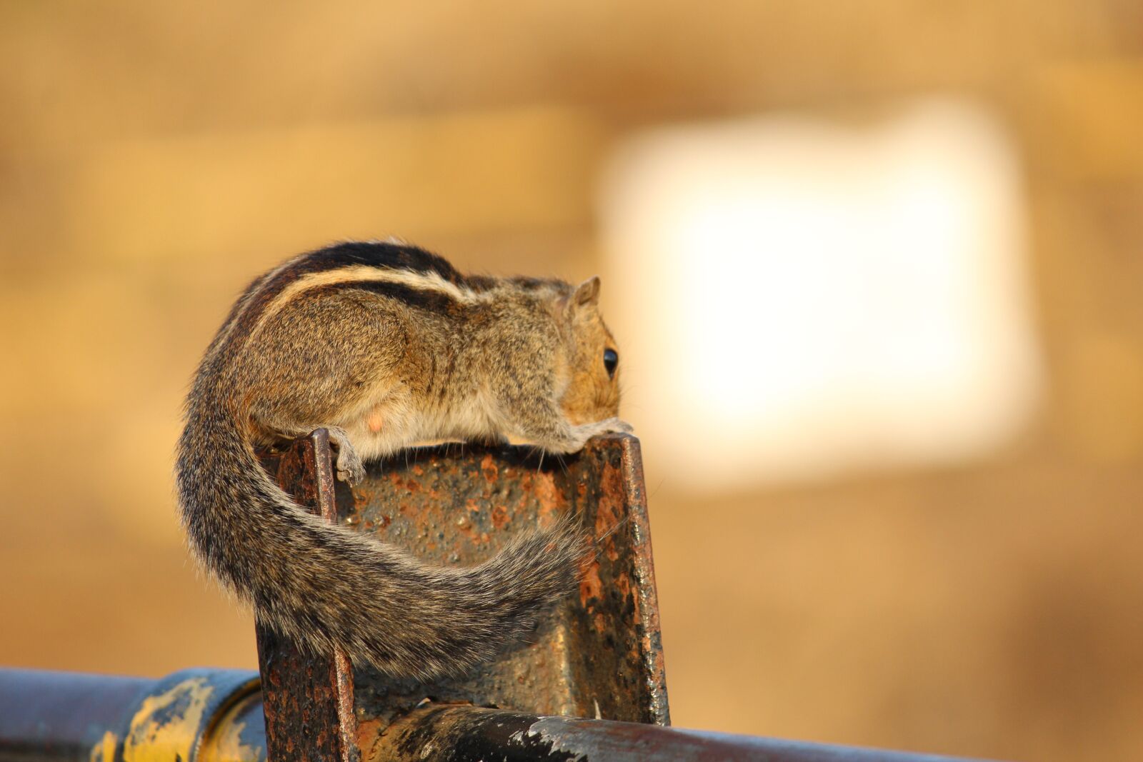 Canon EOS 1300D (EOS Rebel T6 / EOS Kiss X80) sample photo. Squirrel, animal, india photography