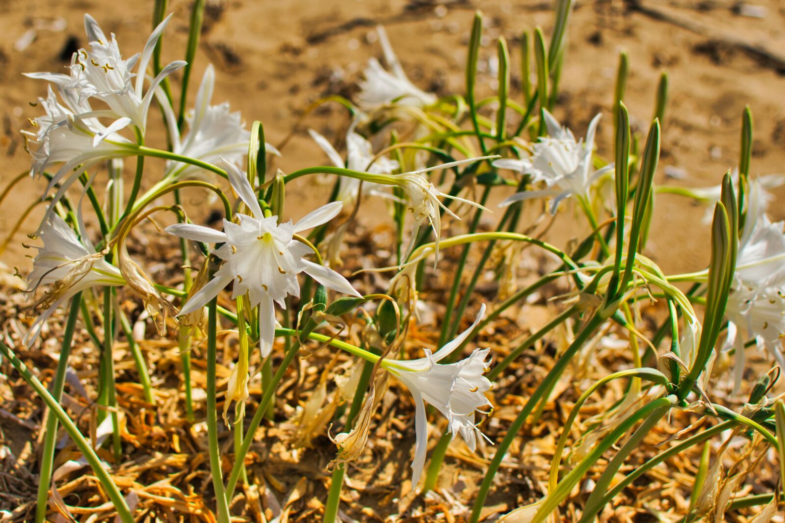 Nikon D5300 sample photo. Flower, beach, sand photography