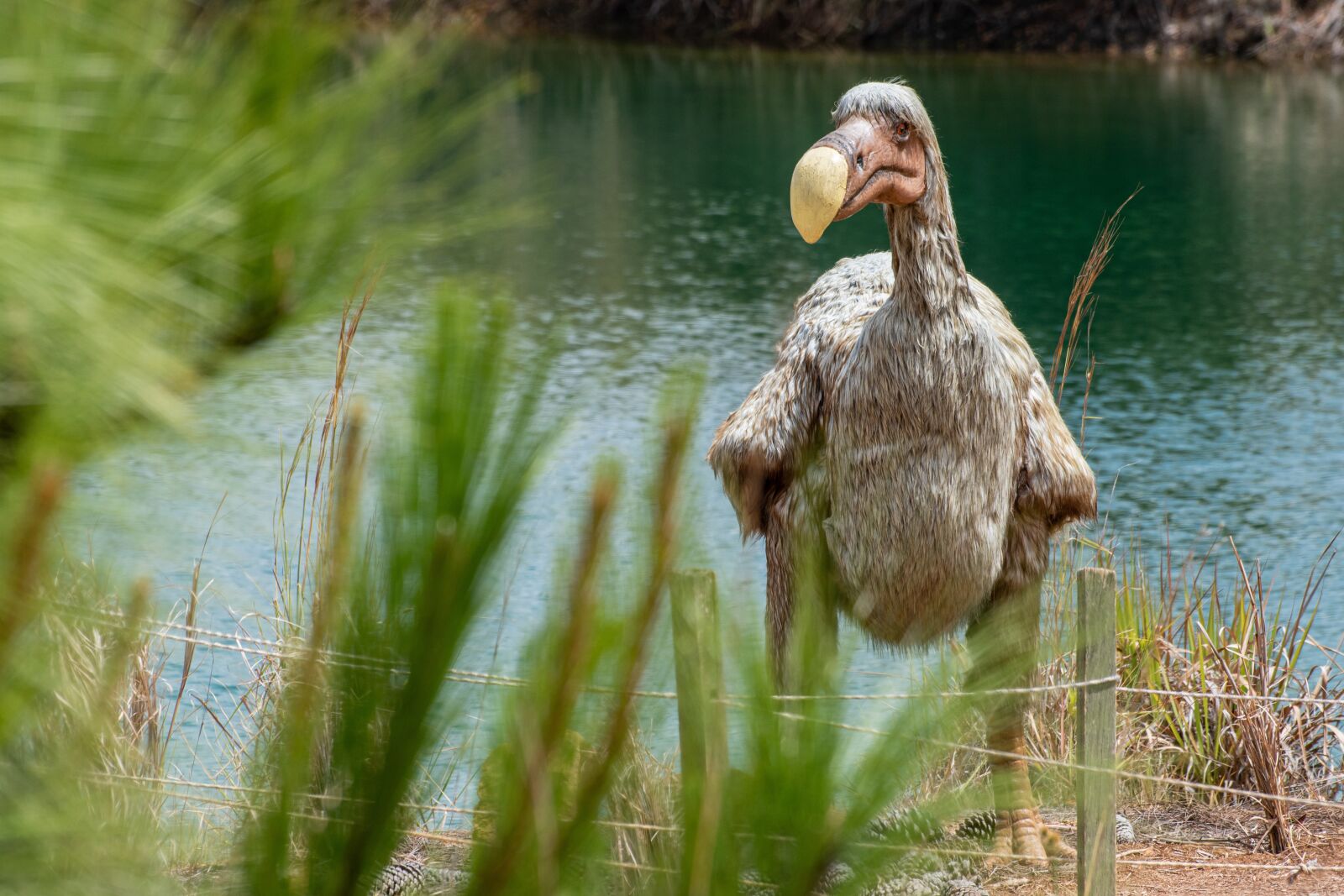 Nikon D5600 sample photo. Dodo, gondava, park photography