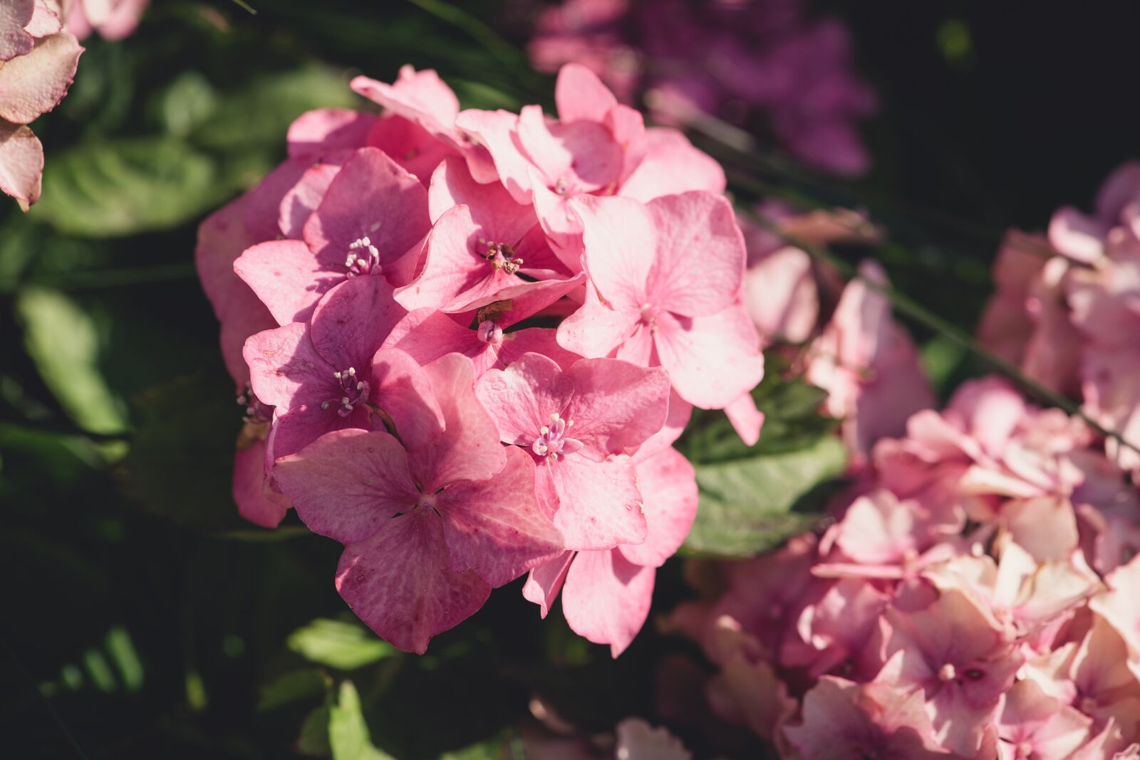 Nikon D750 sample photo. Flower, blossom, bloom photography