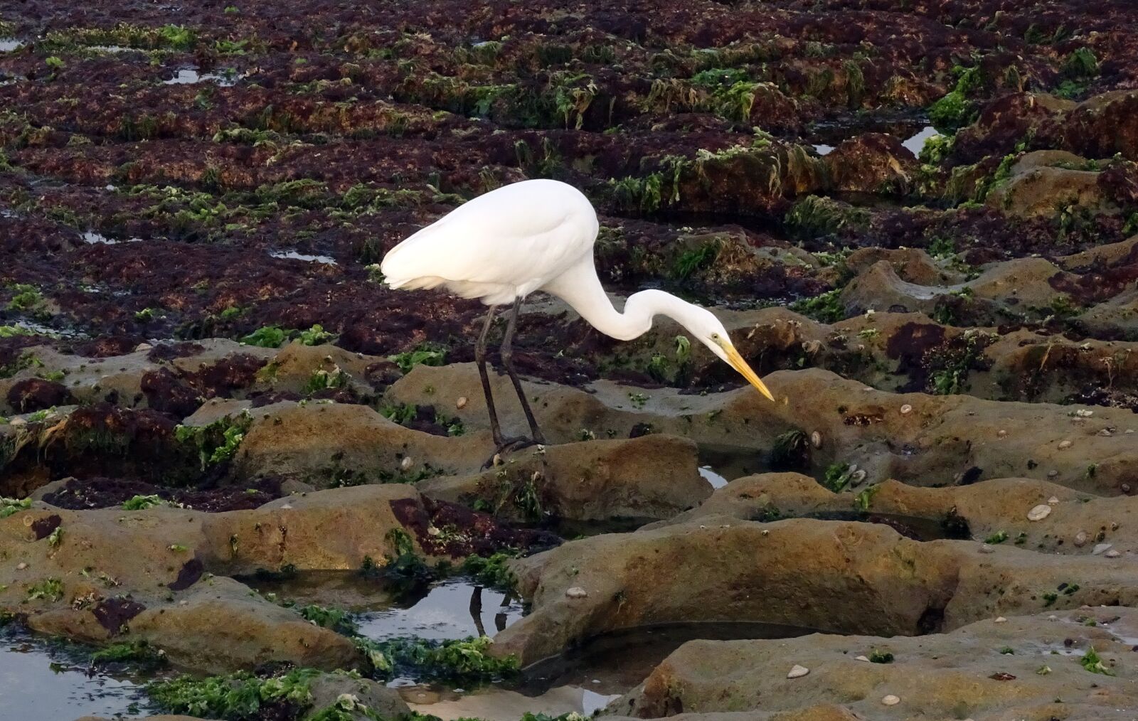 Sony Cyber-shot DSC-HX90V sample photo. Great egret, ardea alba photography