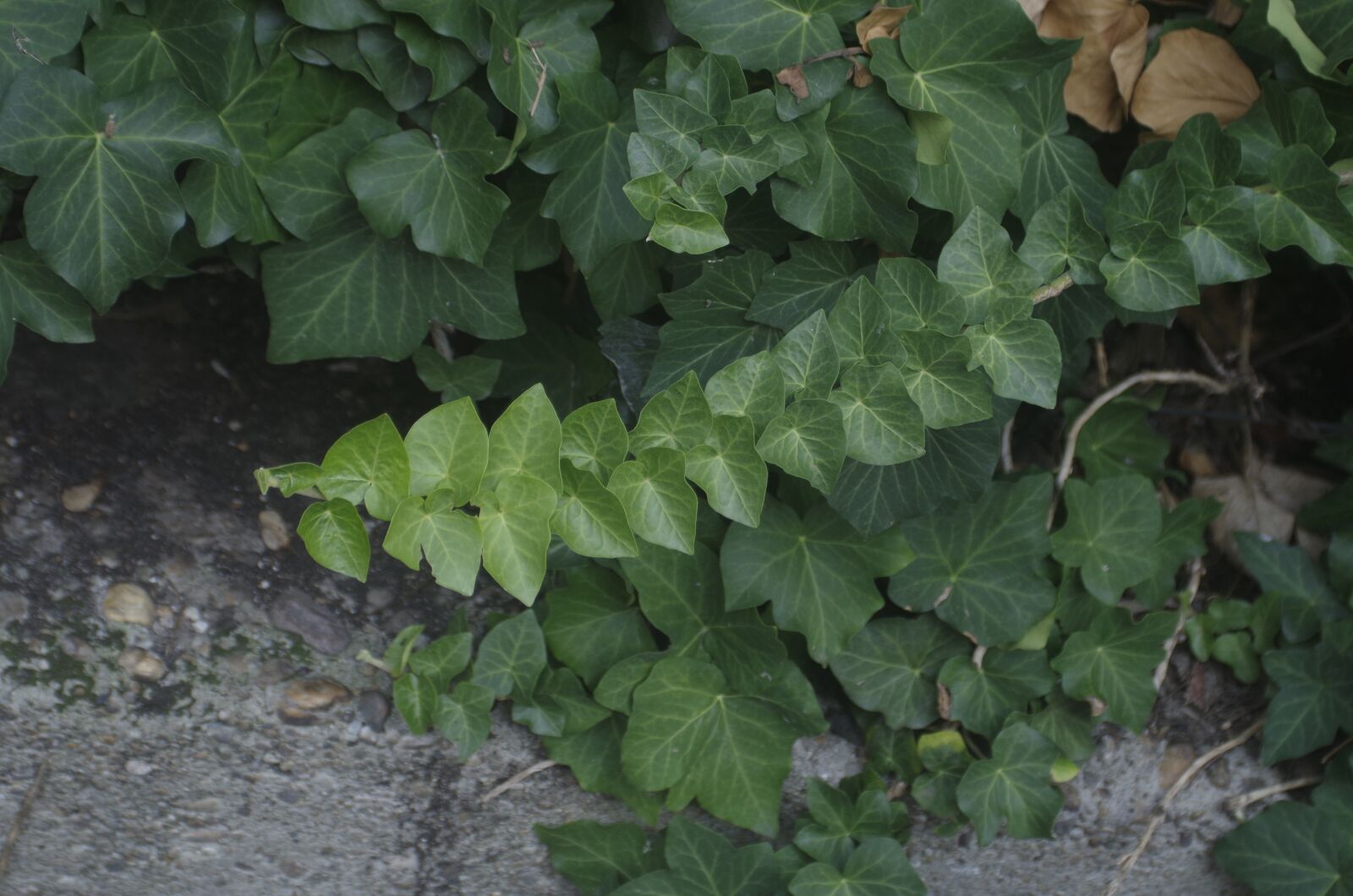 Pentax K-50 sample photo. Plant, nature, flower photography