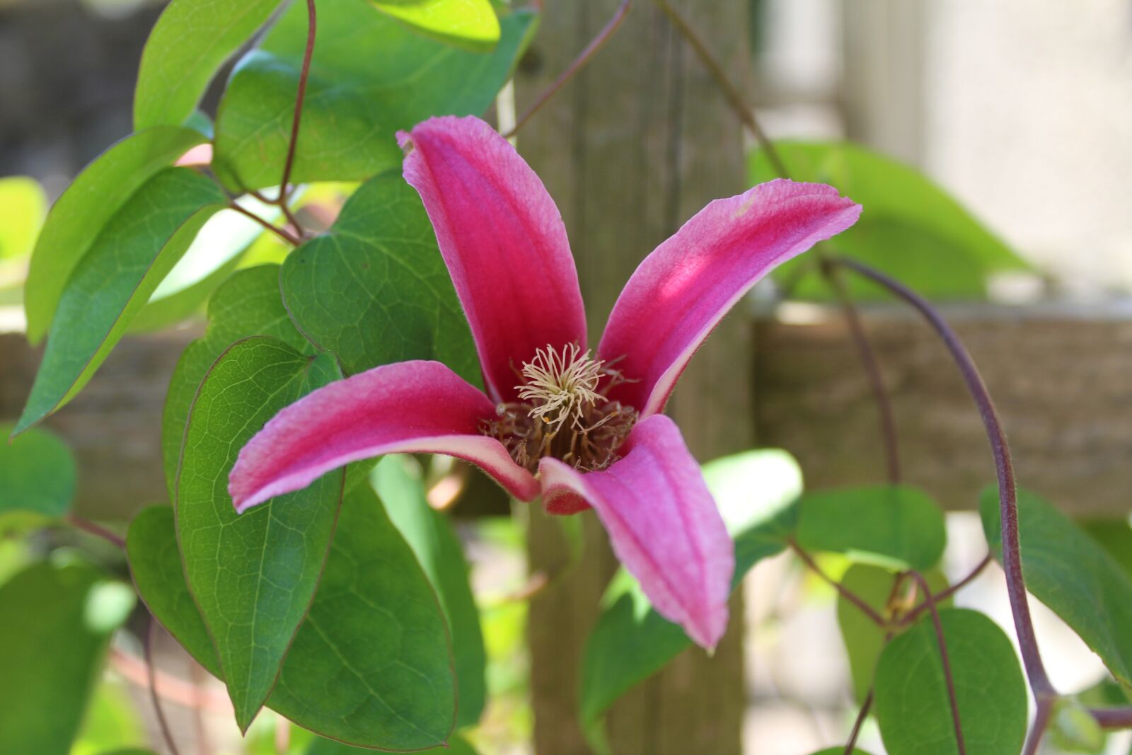 Canon EOS 1300D (EOS Rebel T6 / EOS Kiss X80) sample photo. Clematis, pink flower, flower photography