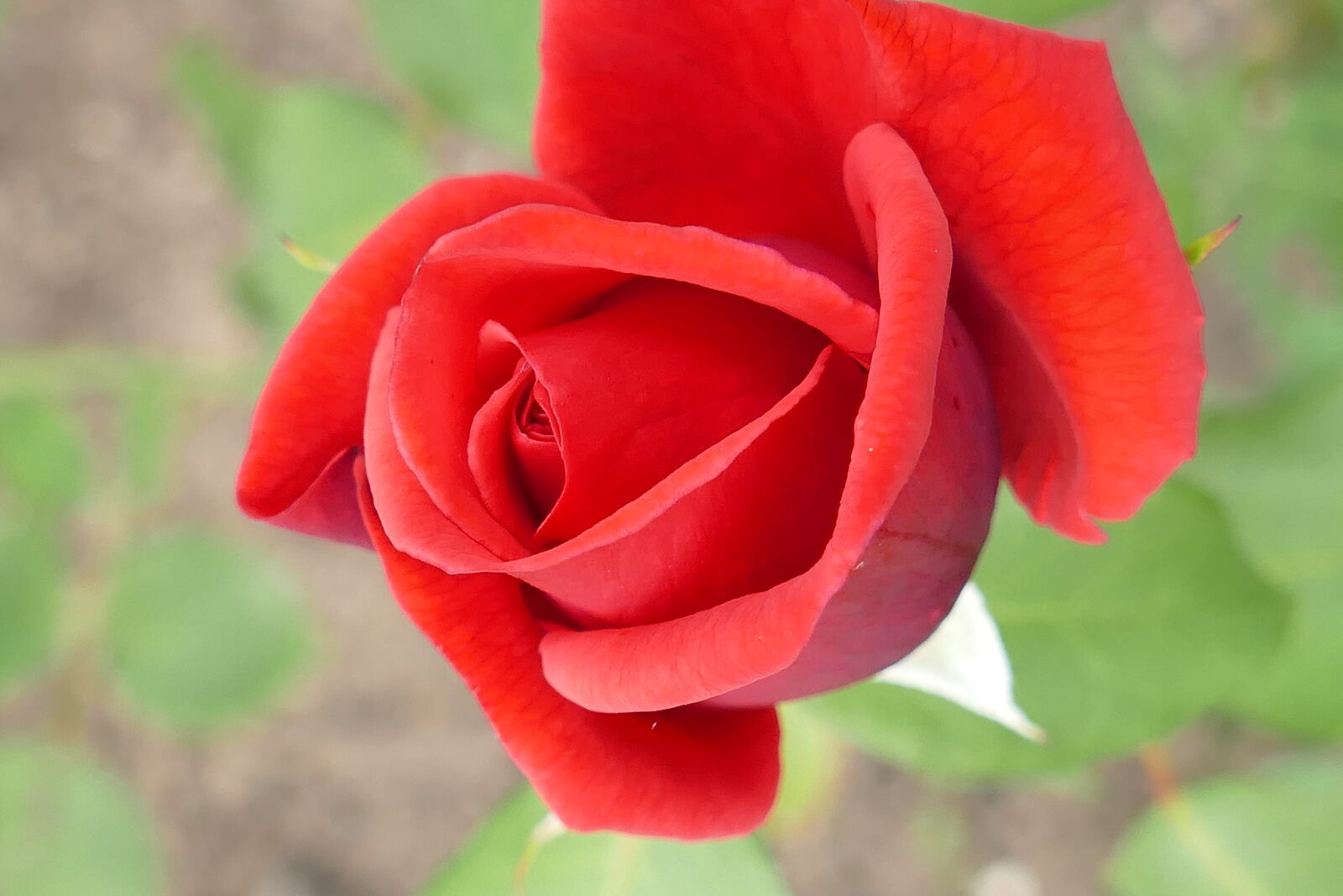 Panasonic Lumix DMC-FZ1000 sample photo. Rose, plant, blossom photography