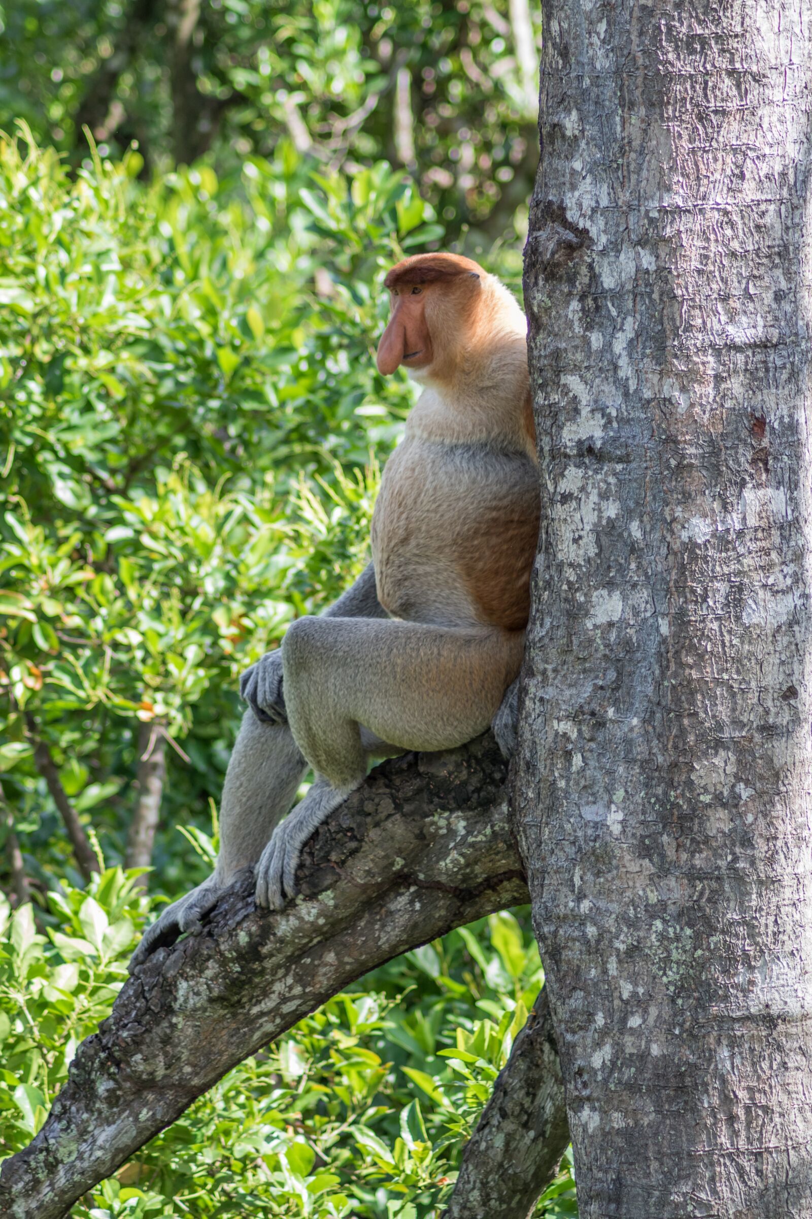 Canon EOS 7D Mark II sample photo. Proboscis, money, borneo photography
