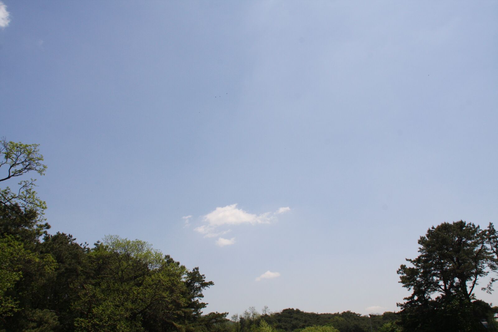 Canon EOS 40D sample photo. Blue sky, sky, wood photography