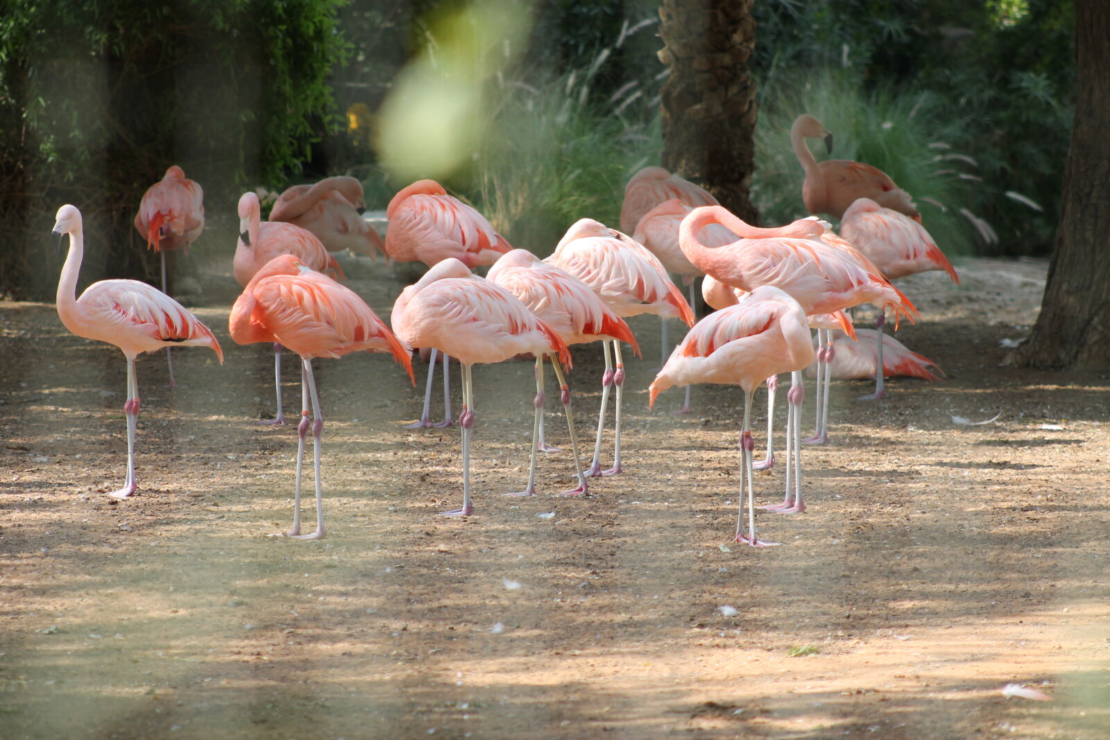 Canon EOS 1100D (EOS Rebel T3 / EOS Kiss X50) + Canon EF 75-300mm f/4-5.6 sample photo. Flamingoes photography