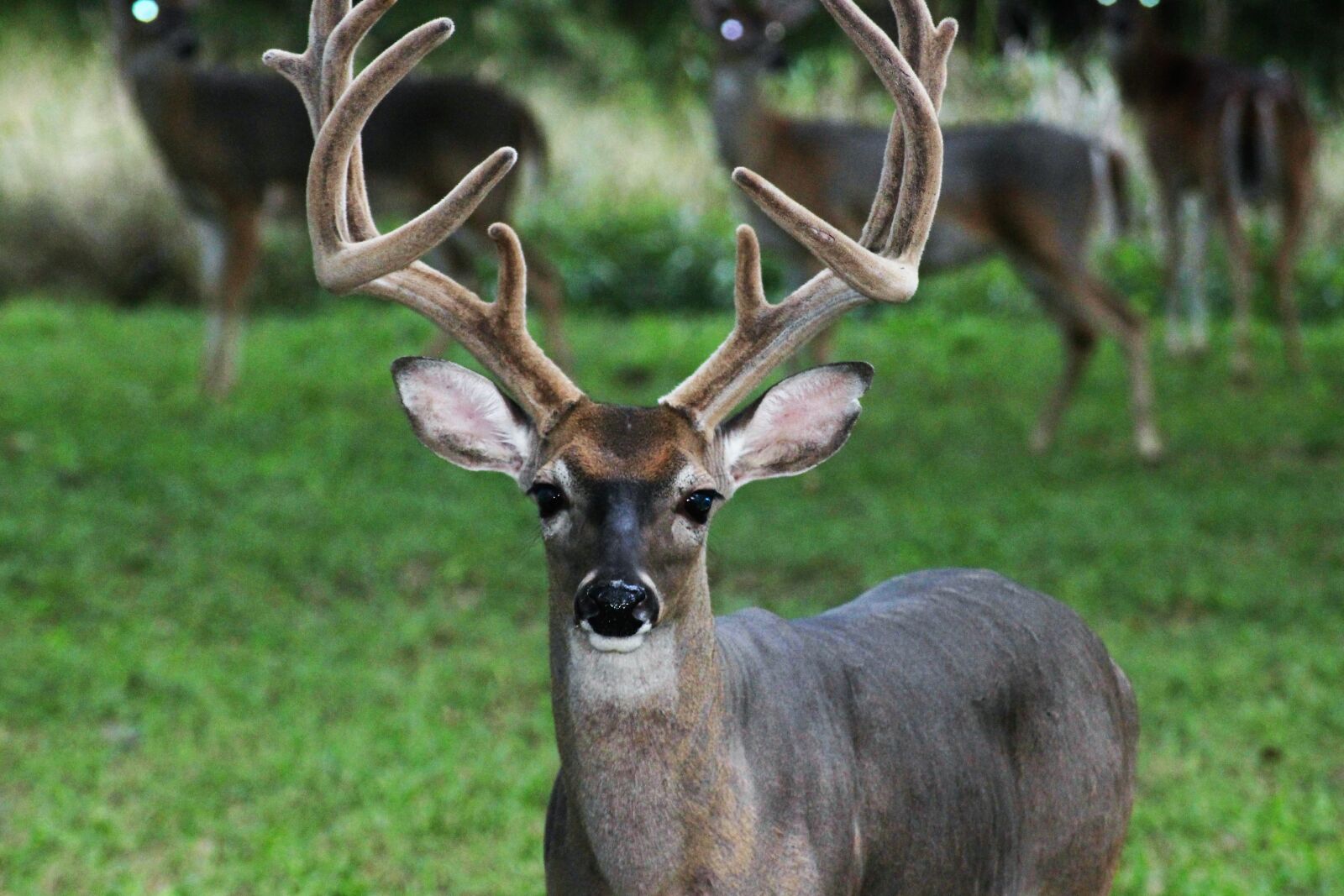 Canon EOS 100D (EOS Rebel SL1 / EOS Kiss X7) sample photo. Deer, buck, animal photography