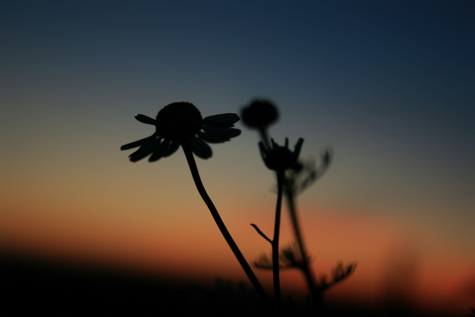 Canon EOS 400D (EOS Digital Rebel XTi / EOS Kiss Digital X) sample photo. Chamomile, sunset, nature photography