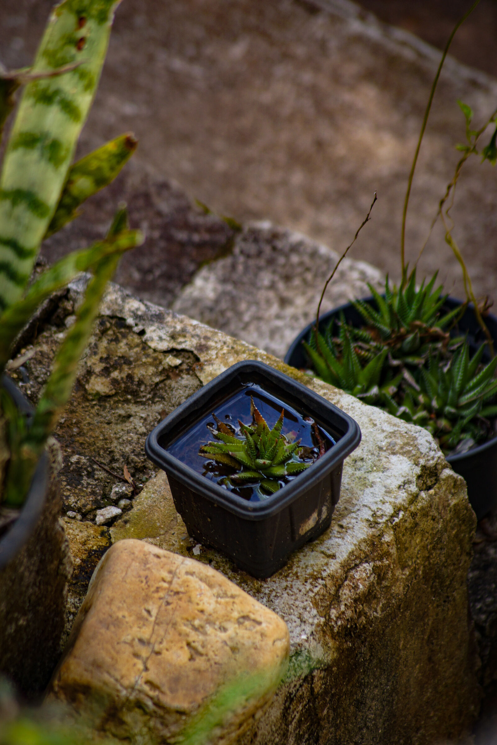 Sony SLT-A65 (SLT-A65V) sample photo