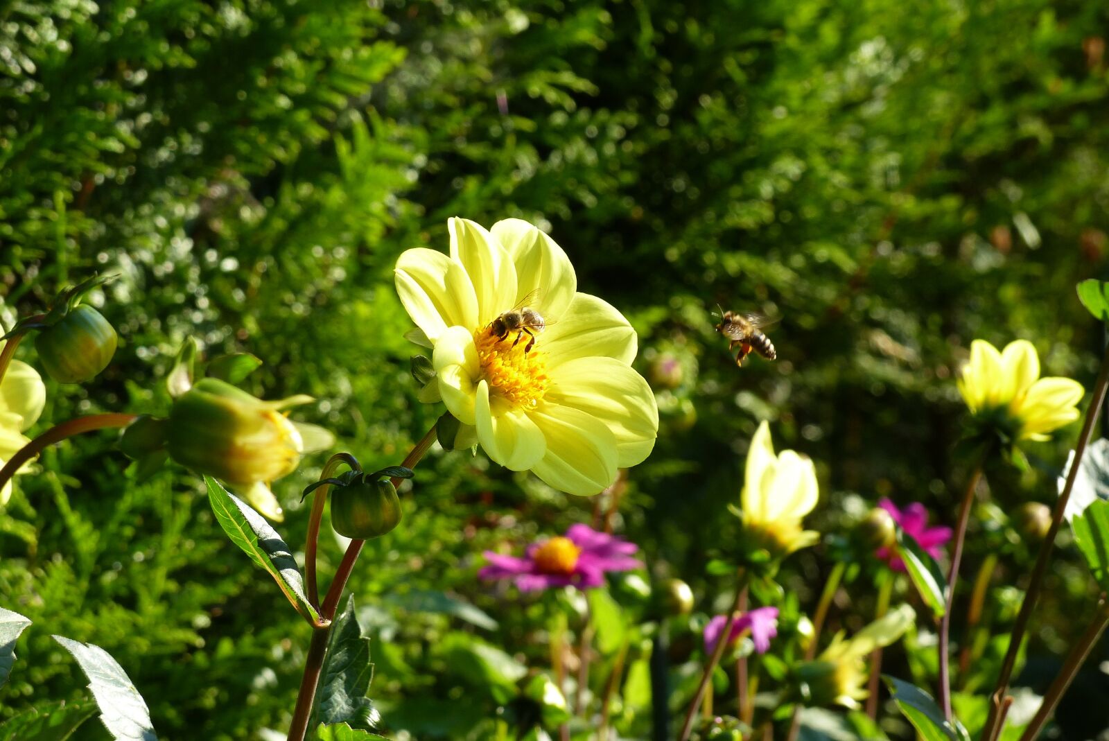 Panasonic Lumix DMC-FZ200 sample photo. Dahlia, flower, garden photography