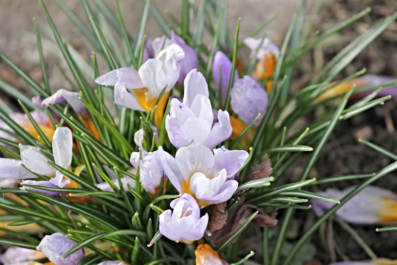 Canon EOS 1100D (EOS Rebel T3 / EOS Kiss X50) sample photo. Crocus, spring, lenz photography