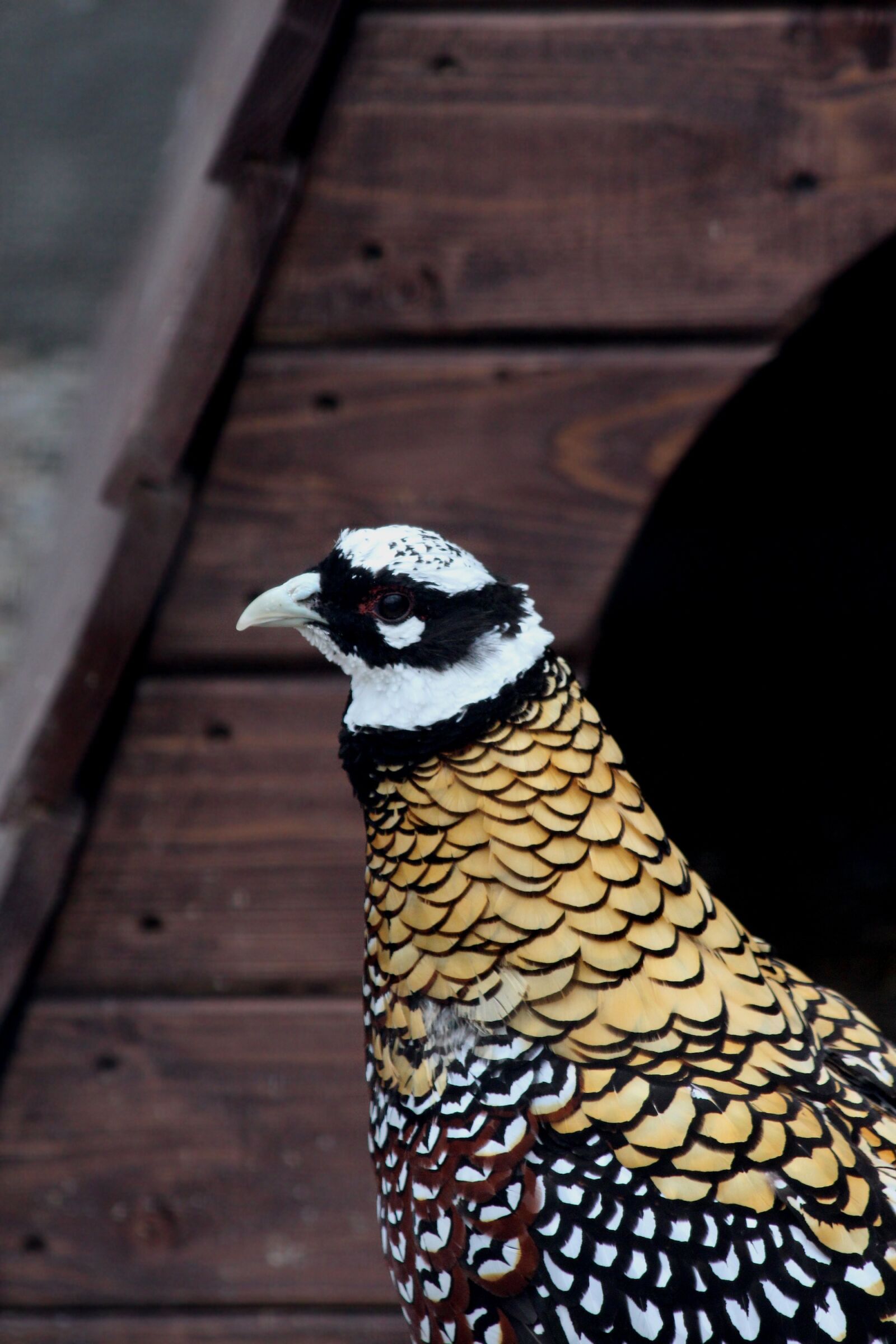 Canon EOS 650D (EOS Rebel T4i / EOS Kiss X6i) + Canon EF 70-300mm F4-5.6 IS USM sample photo. Pheasant, royal pheasant, syrmaticus photography
