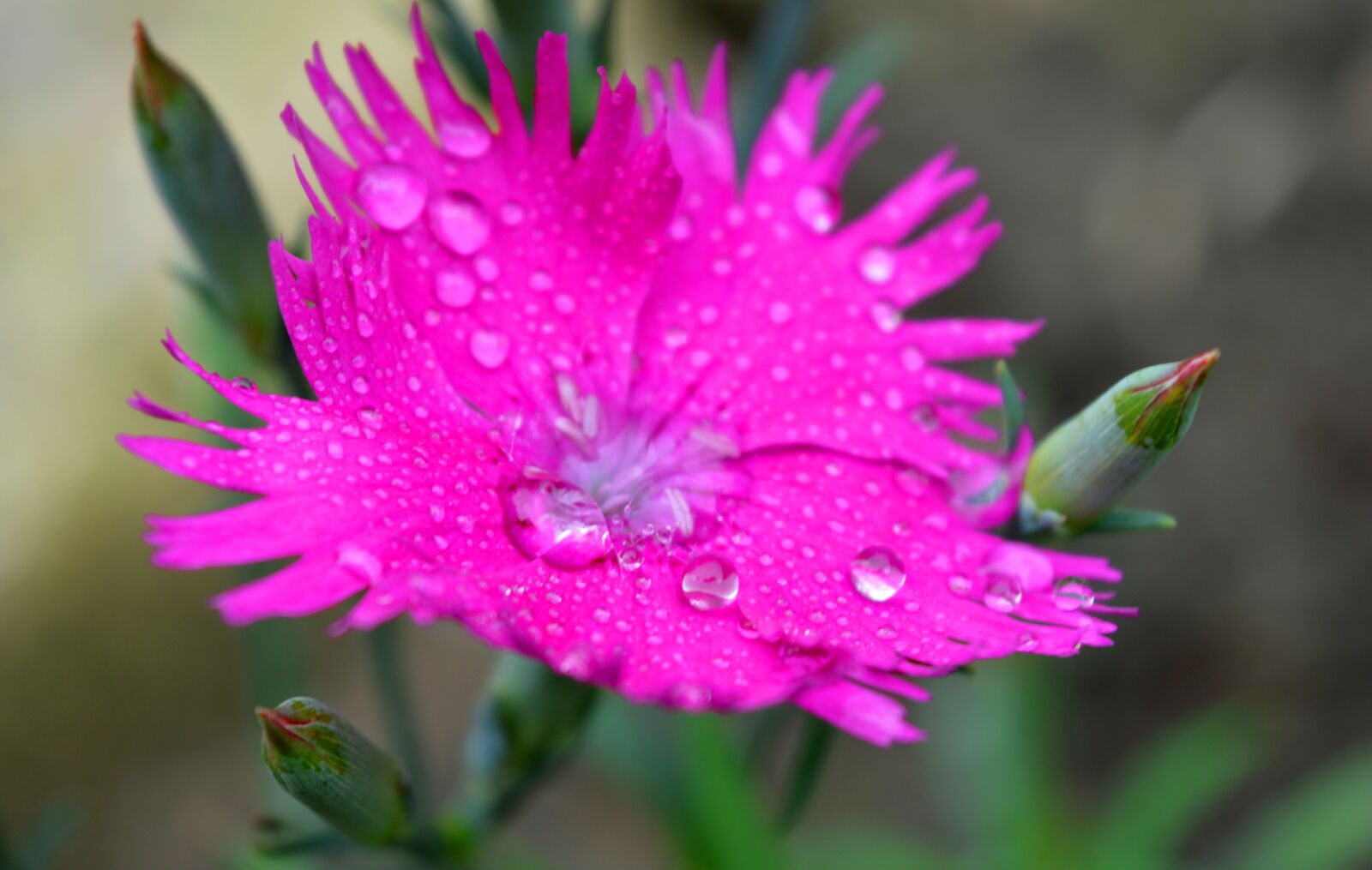 Nikon D3200 sample photo. Carnation, blossom, bloom photography