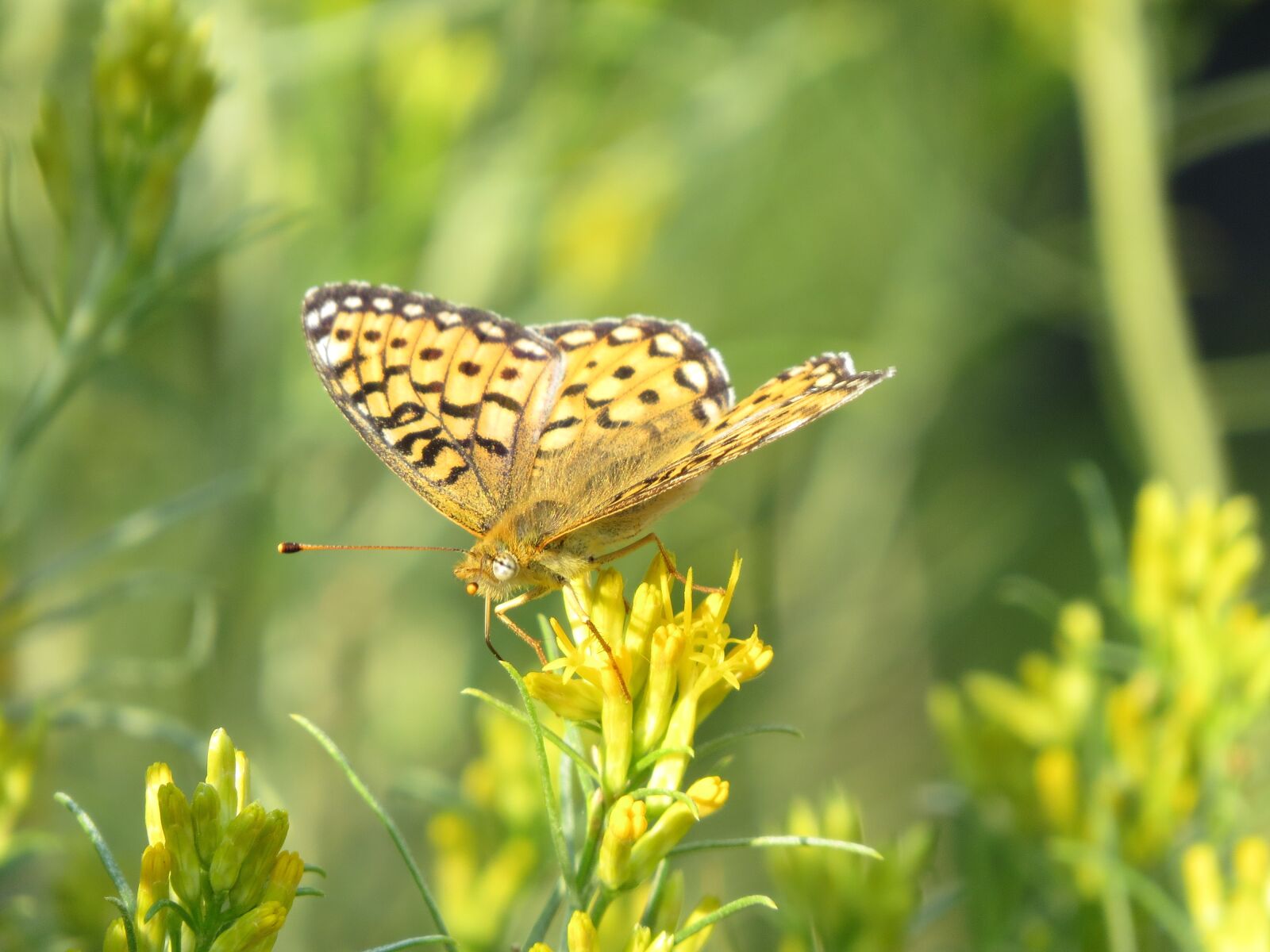 Canon PowerShot SX50 HS sample photo. Fritillary, orange, america photography