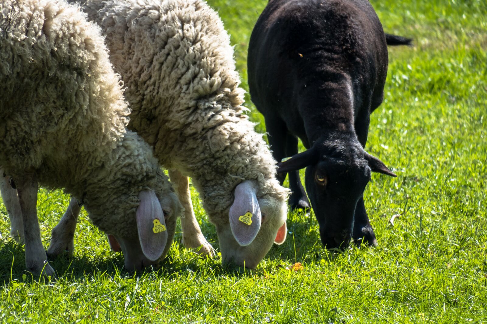 Canon PowerShot G3 X sample photo. Sheep, graze, black sheep photography