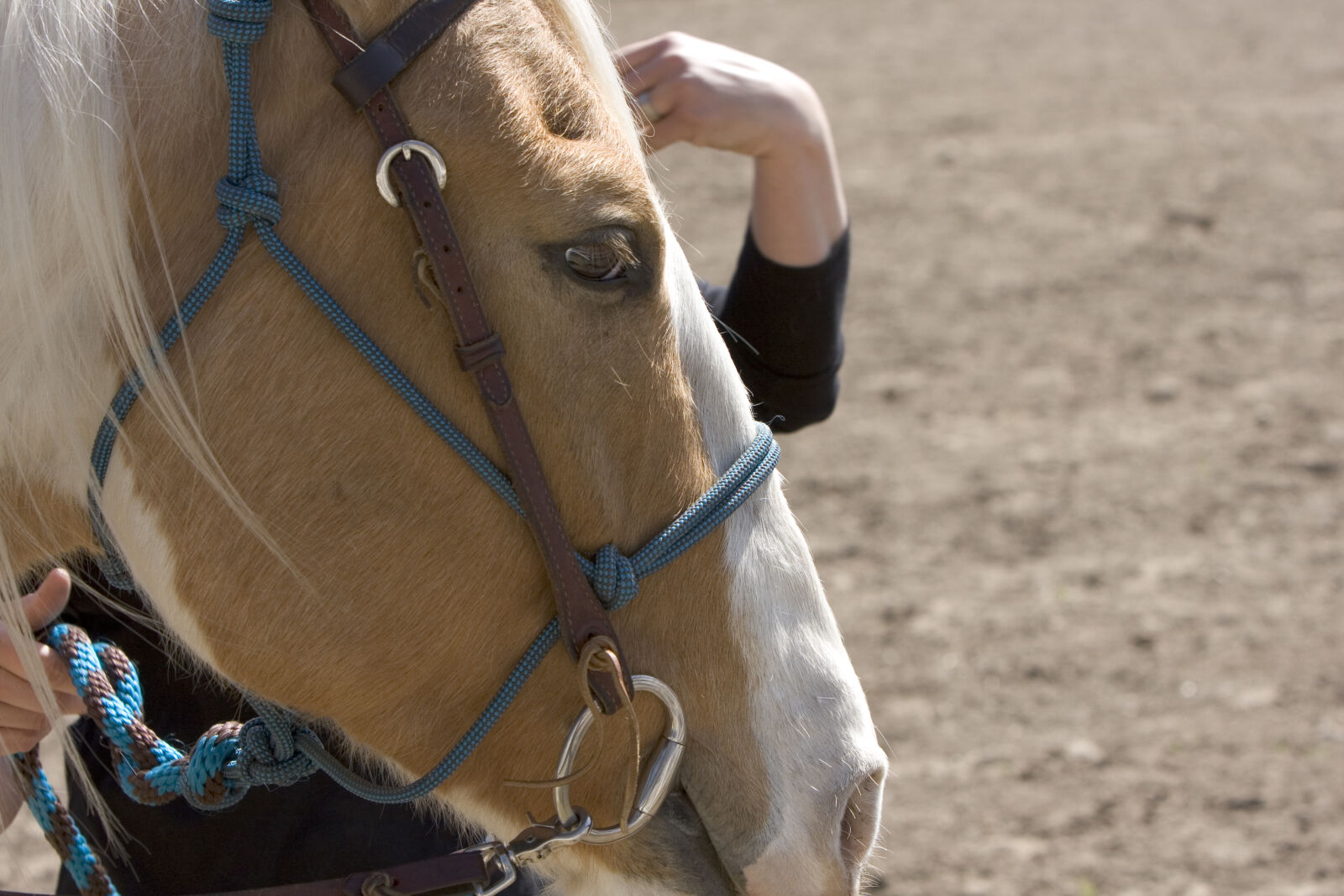 Canon EOS 40D sample photo. Horse photography