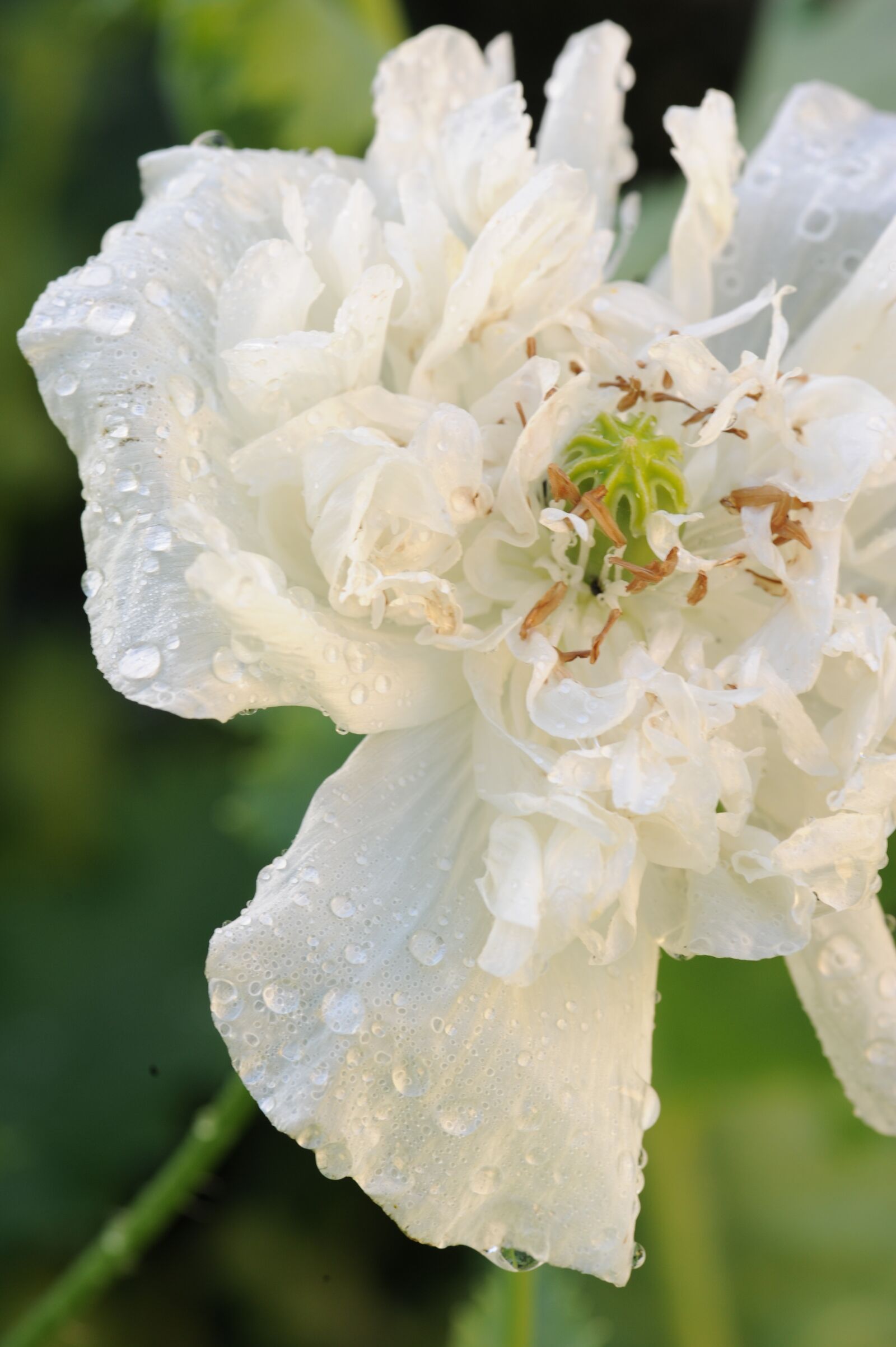 Nikon D700 sample photo. Flower, poppy, nature photography