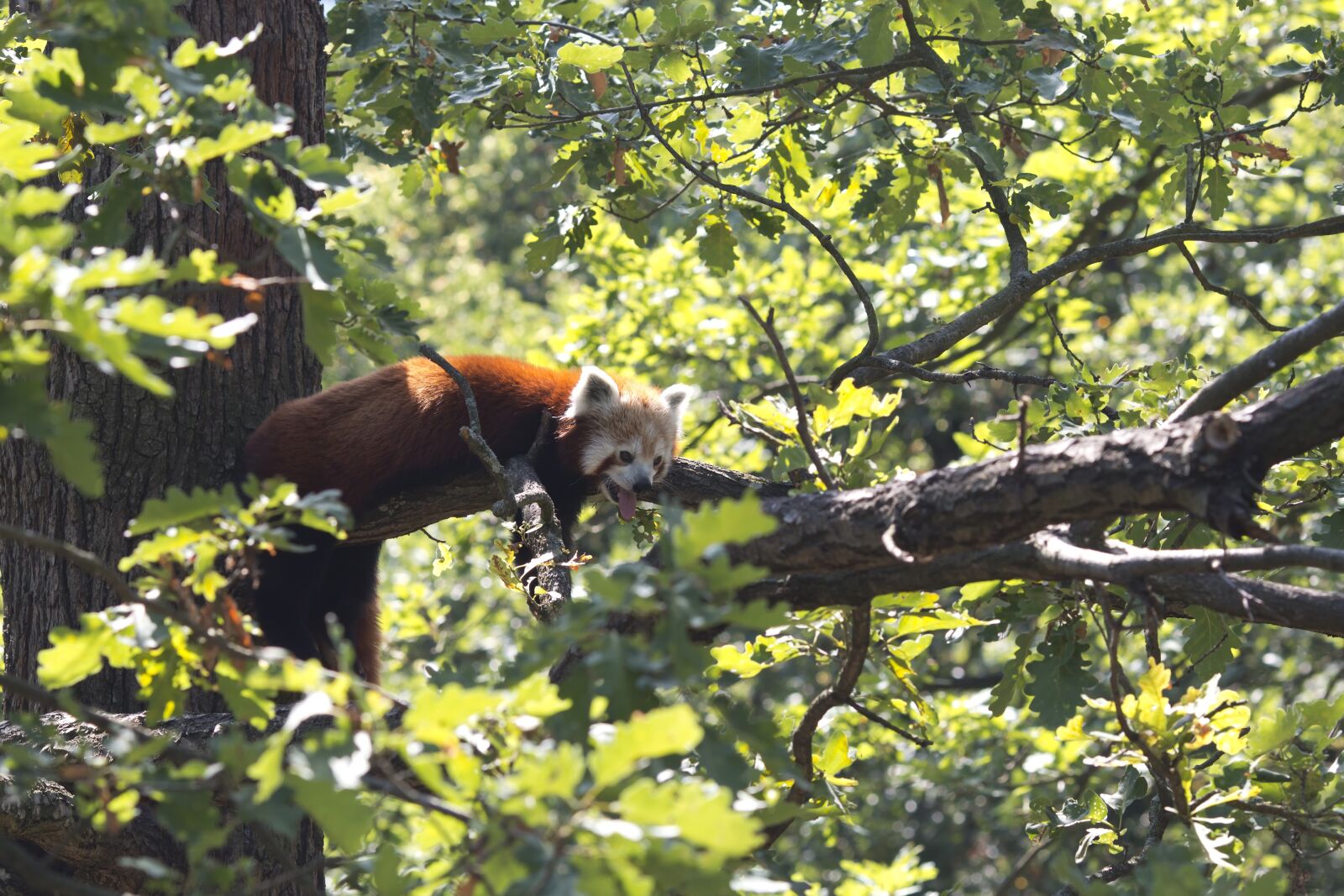Canon EOS 70D sample photo. Panda, red, tree photography
