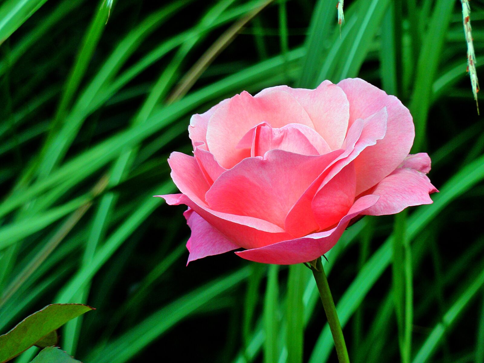Panasonic DMC-TZ7 sample photo. Rose, flower, blossom photography