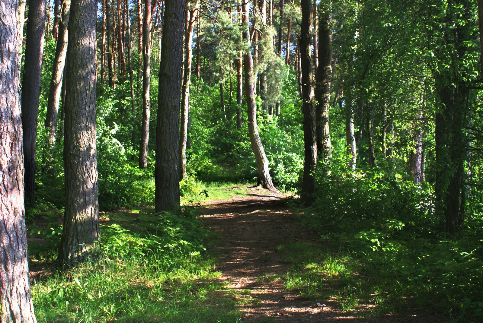 Sony Alpha DSLR-A200 sample photo. Forest, the path, way photography