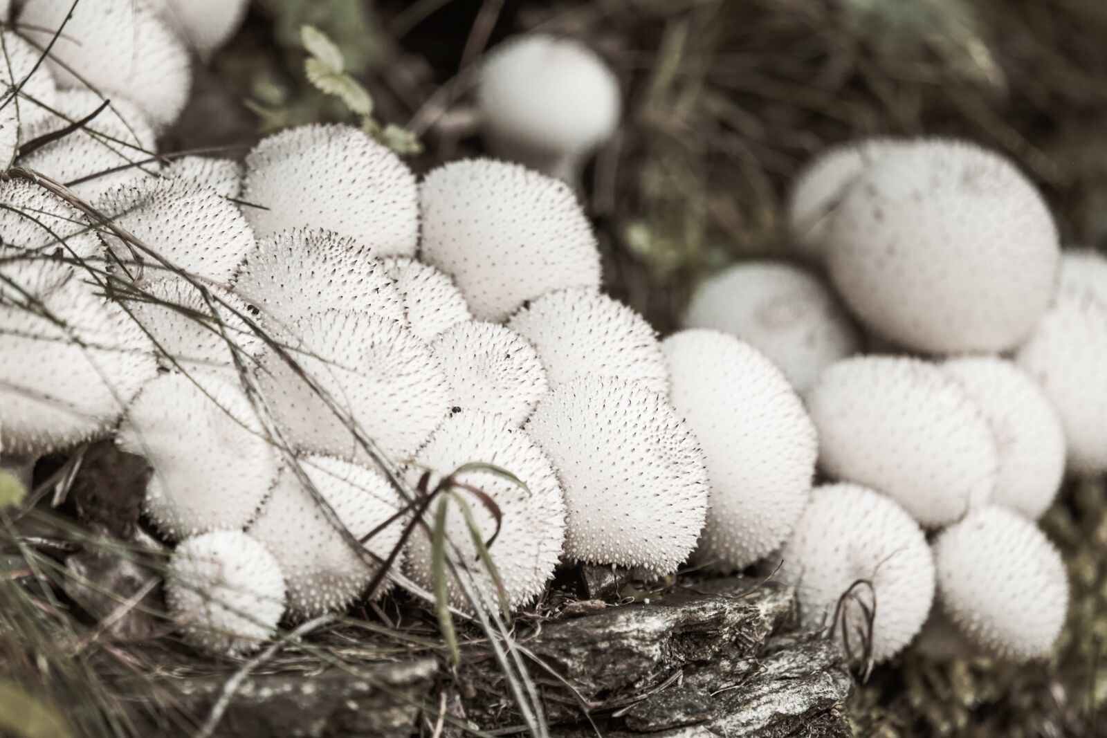 Fujifilm XF 55-200mm F3.5-4.8 R LM OIS sample photo. Bovist, bottle umbrinum, mushroom photography