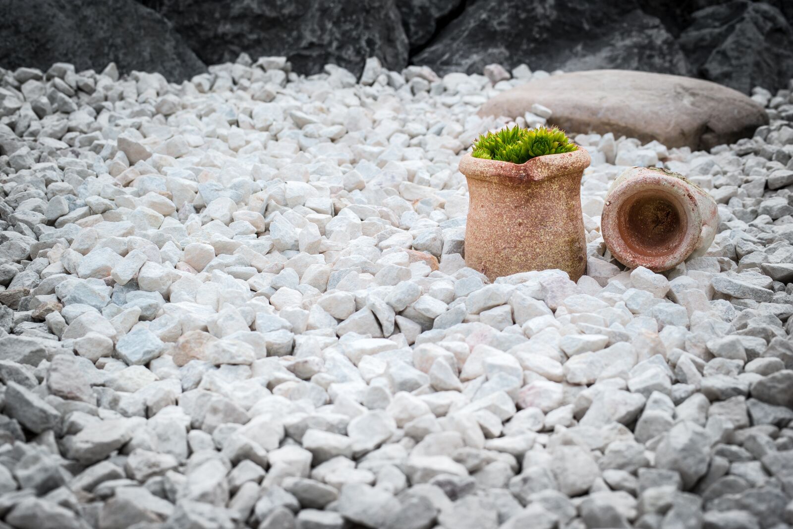 Samsung NX300M sample photo. Garden, potted plant, flowerpot photography