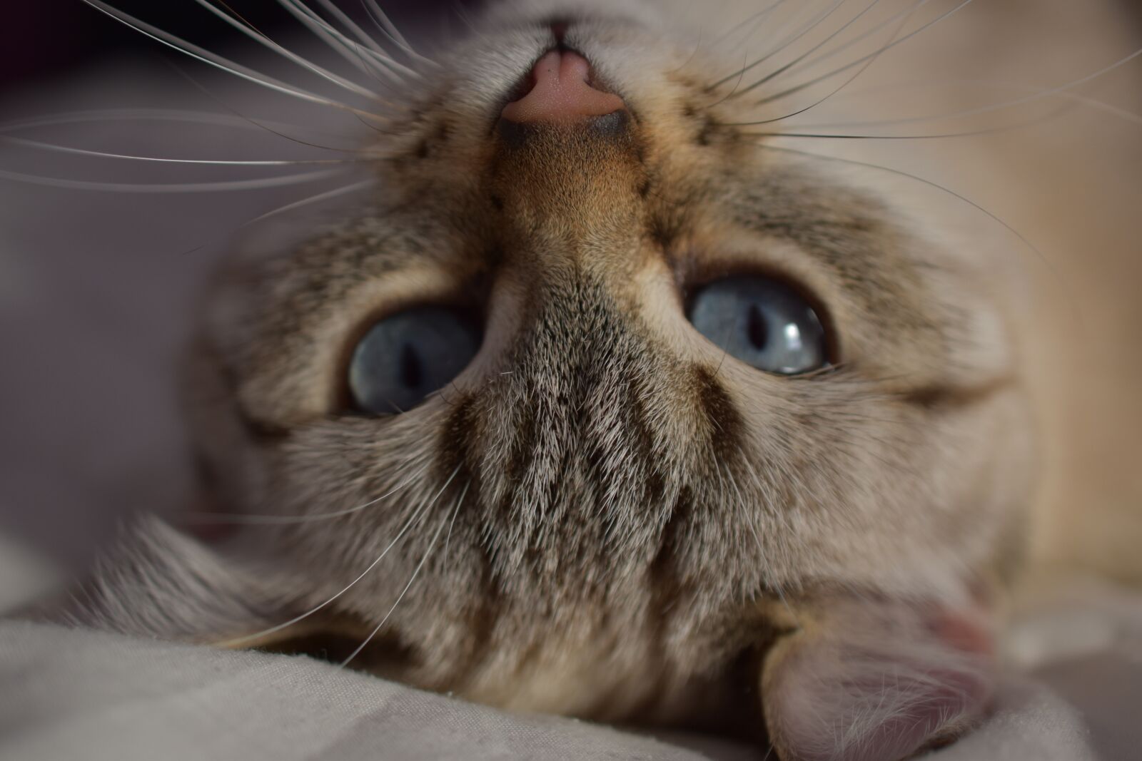 Nikon D5600 sample photo. Cat, animal, blue eyes photography