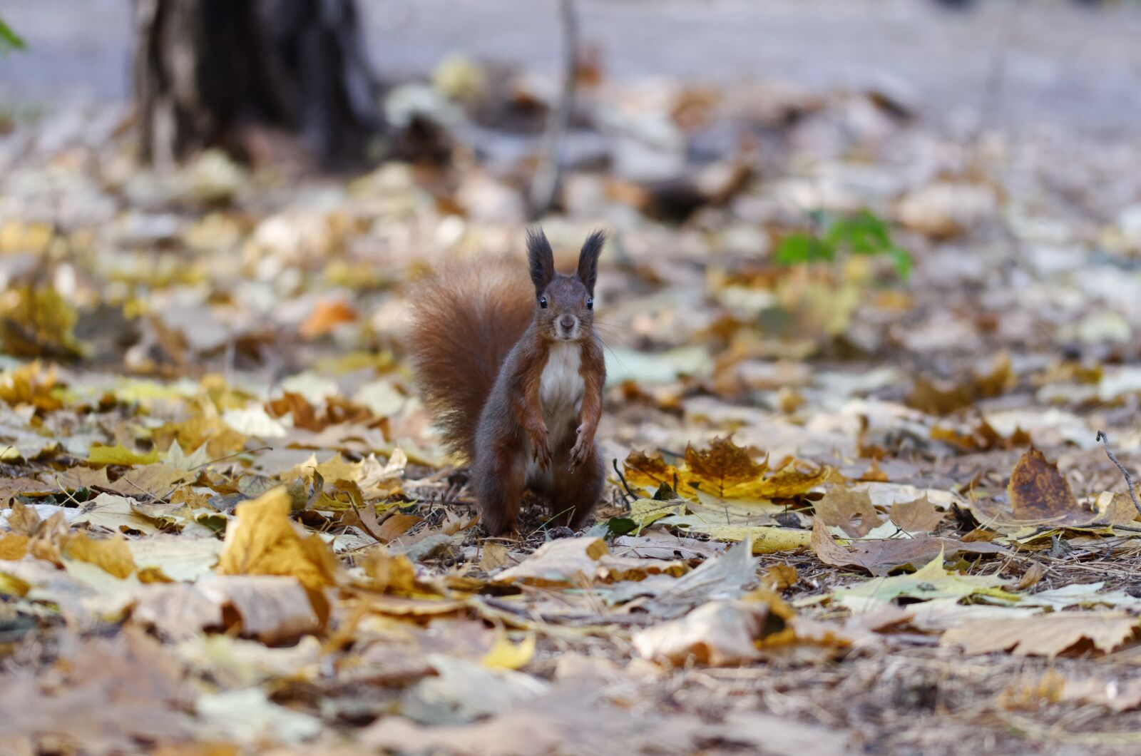 Nikon D5100 sample photo. Squirrel, pet, mammalian photography