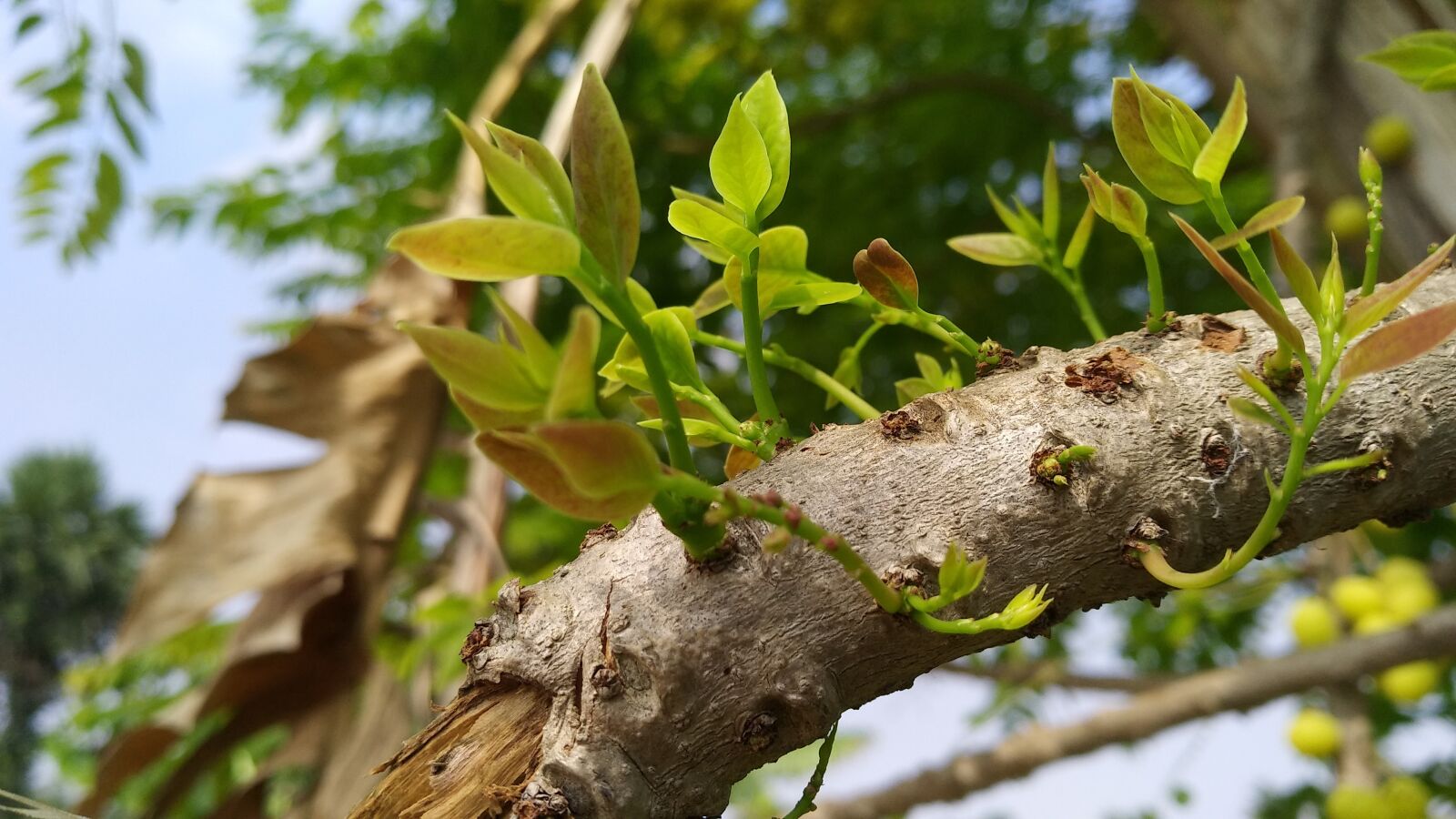 Xiaomi MI MAX 2 sample photo. Nature, tree, leaf photography