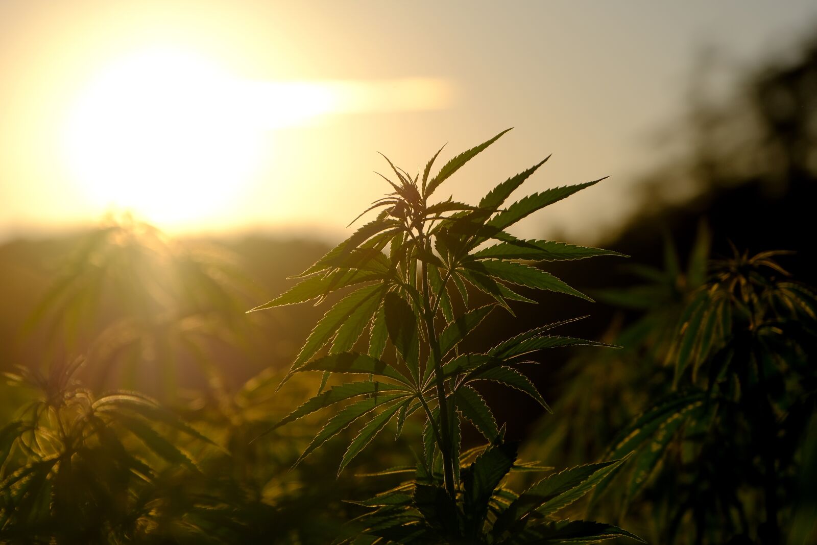 Fujifilm X-T3 sample photo. Hemp, plant, cannabis photography