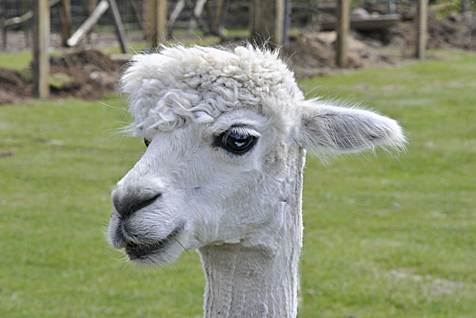 Nikon D5000 sample photo. Alpaca, animal, nature photography