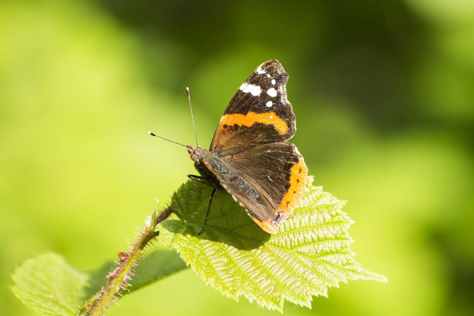 Canon EF 70-300mm F4-5.6 IS USM sample photo. Butterfly, insect, close up photography